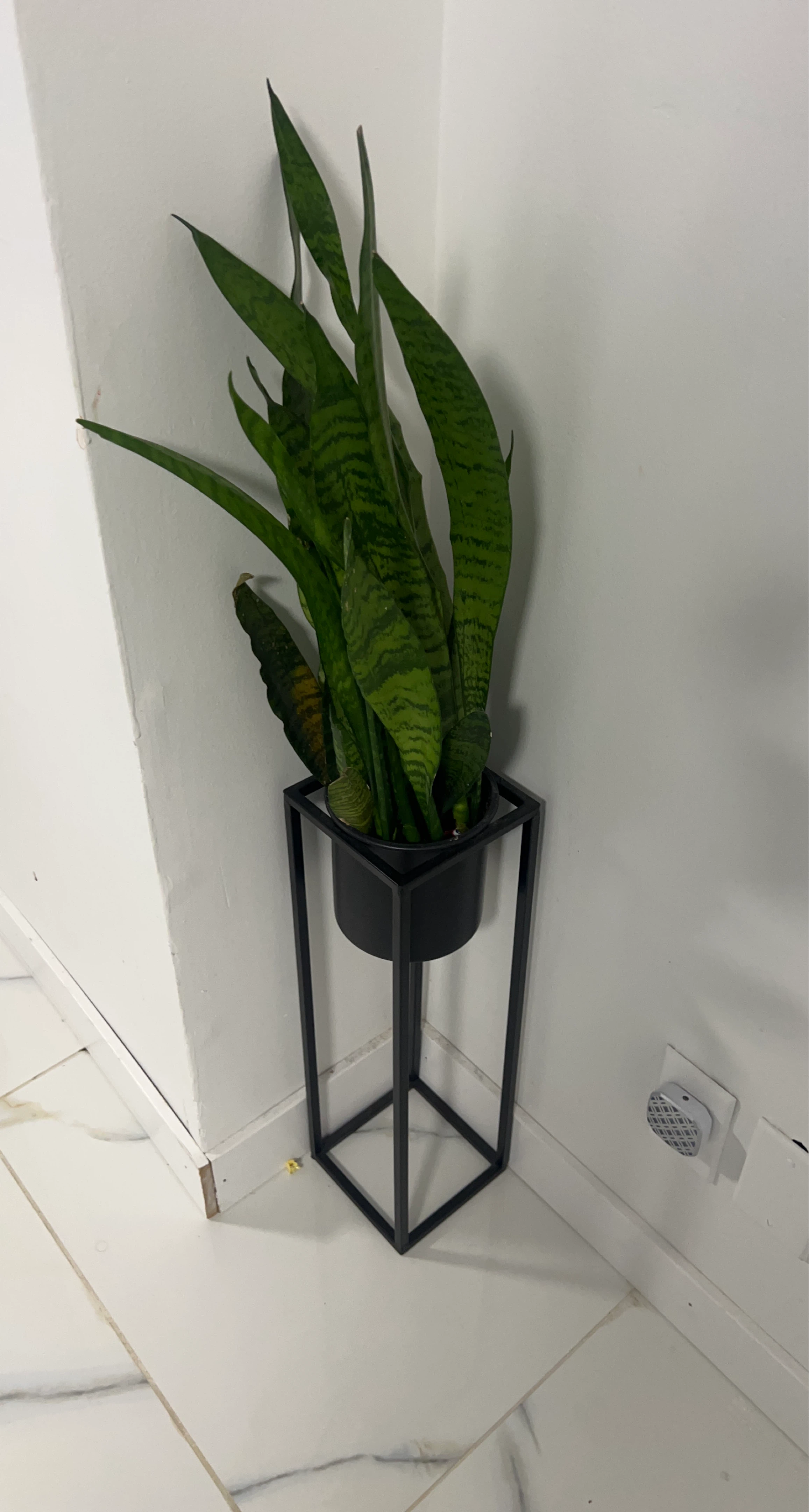Snake Plant in Modern Black Stand