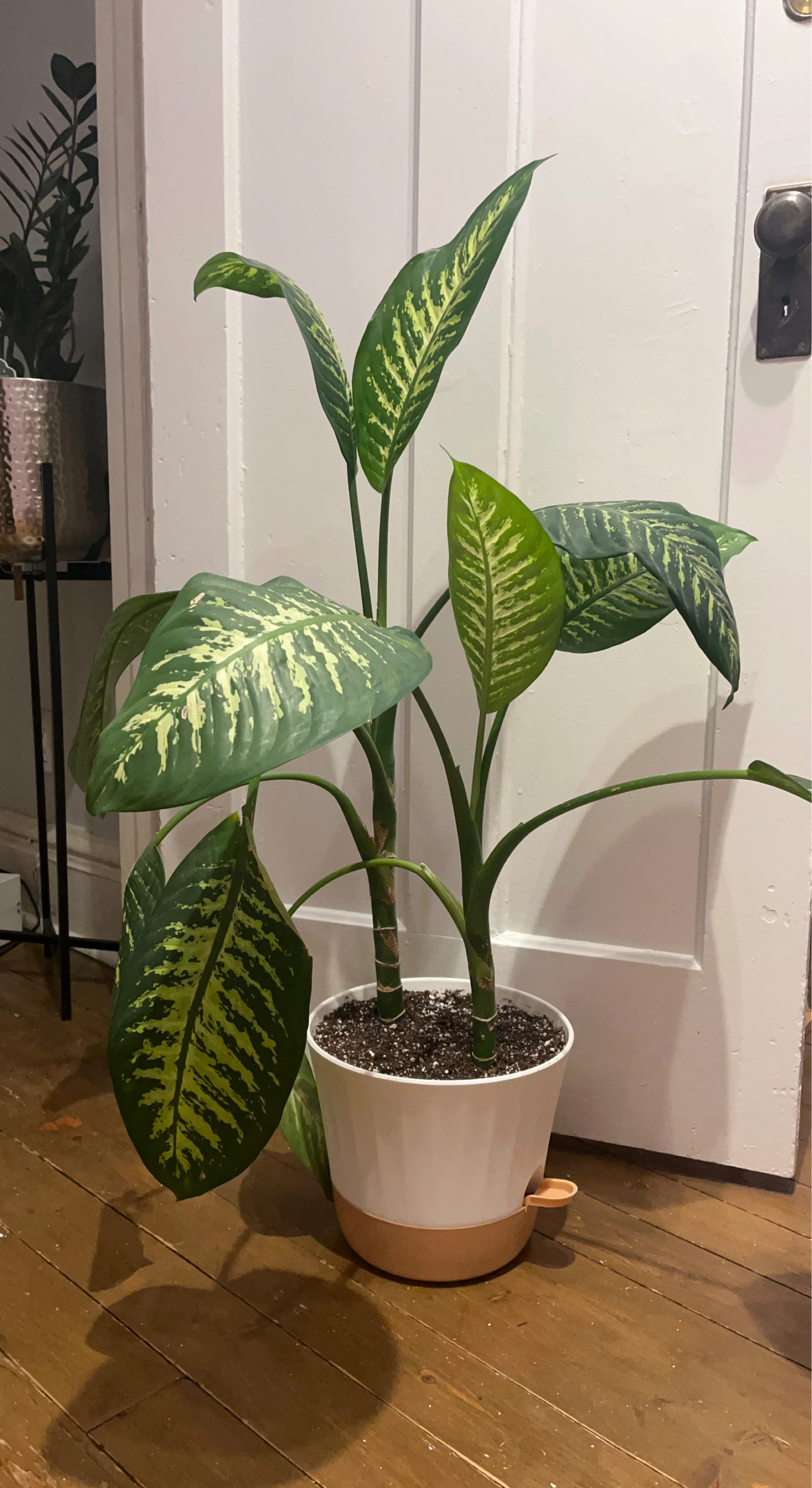 Dieffenbachia Tropic Snow in White Self-Watering Pot
