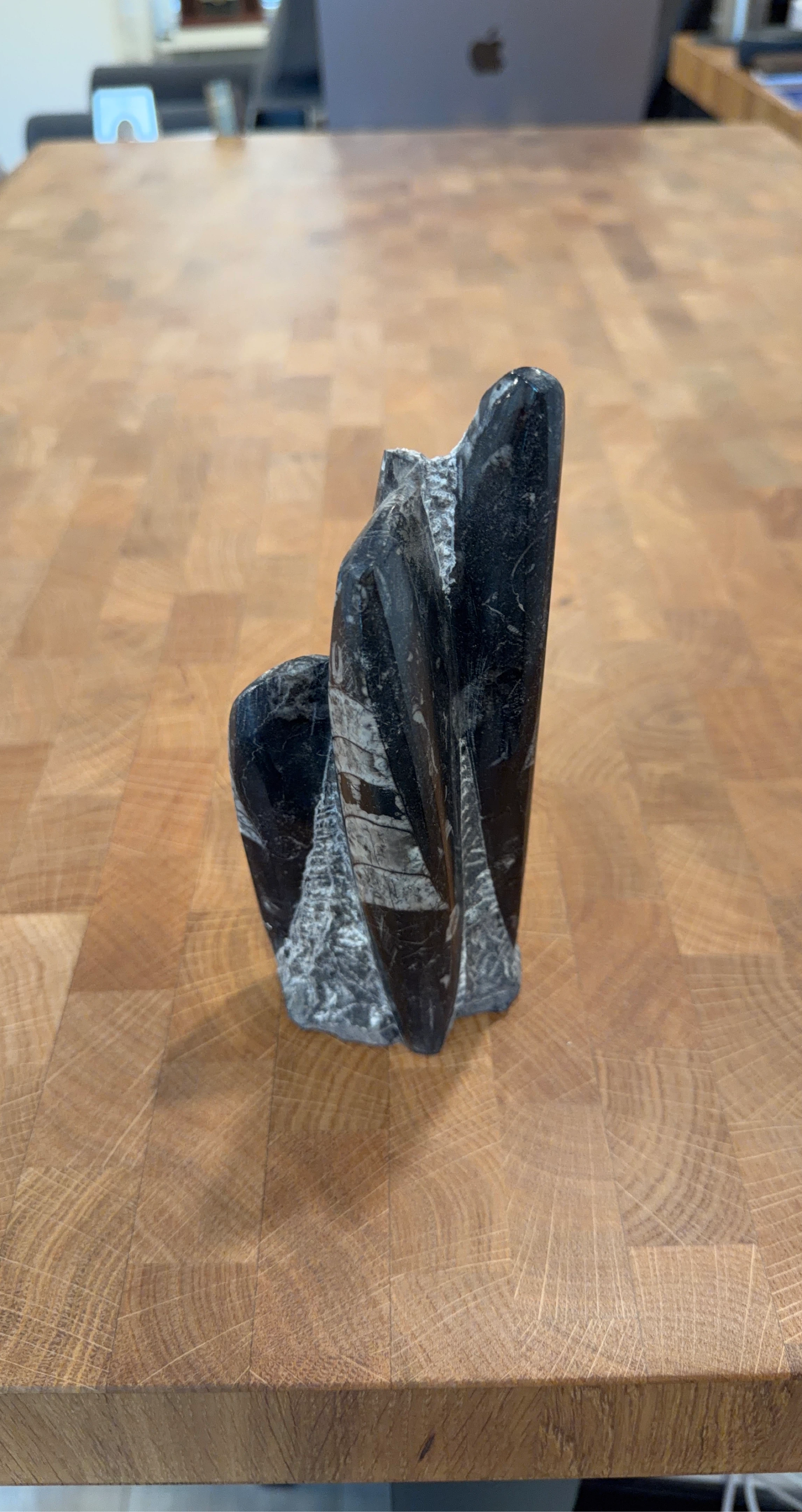 Black Ammonite Fossil Sculpture