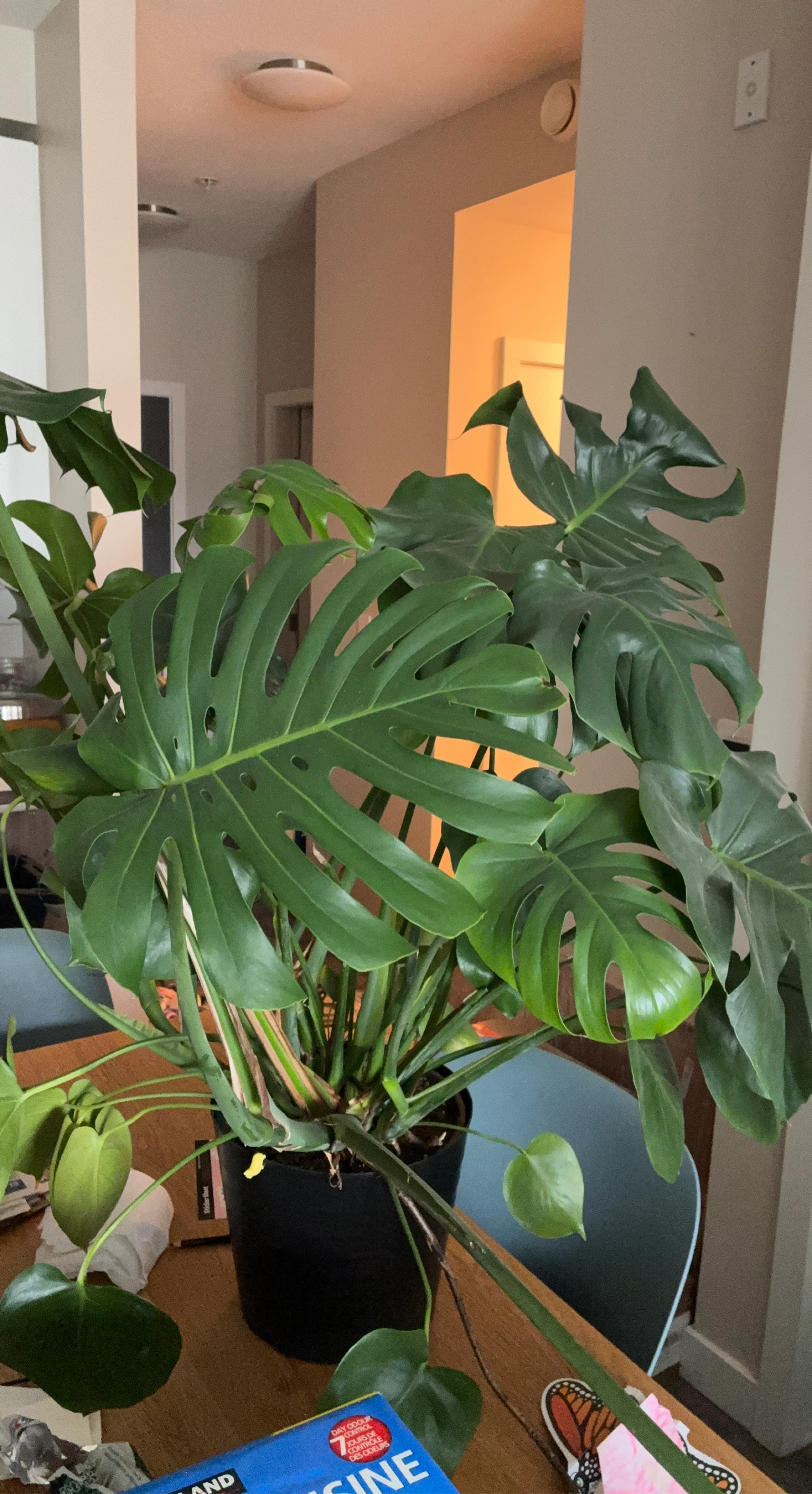 Monstera Deliciosa Plant