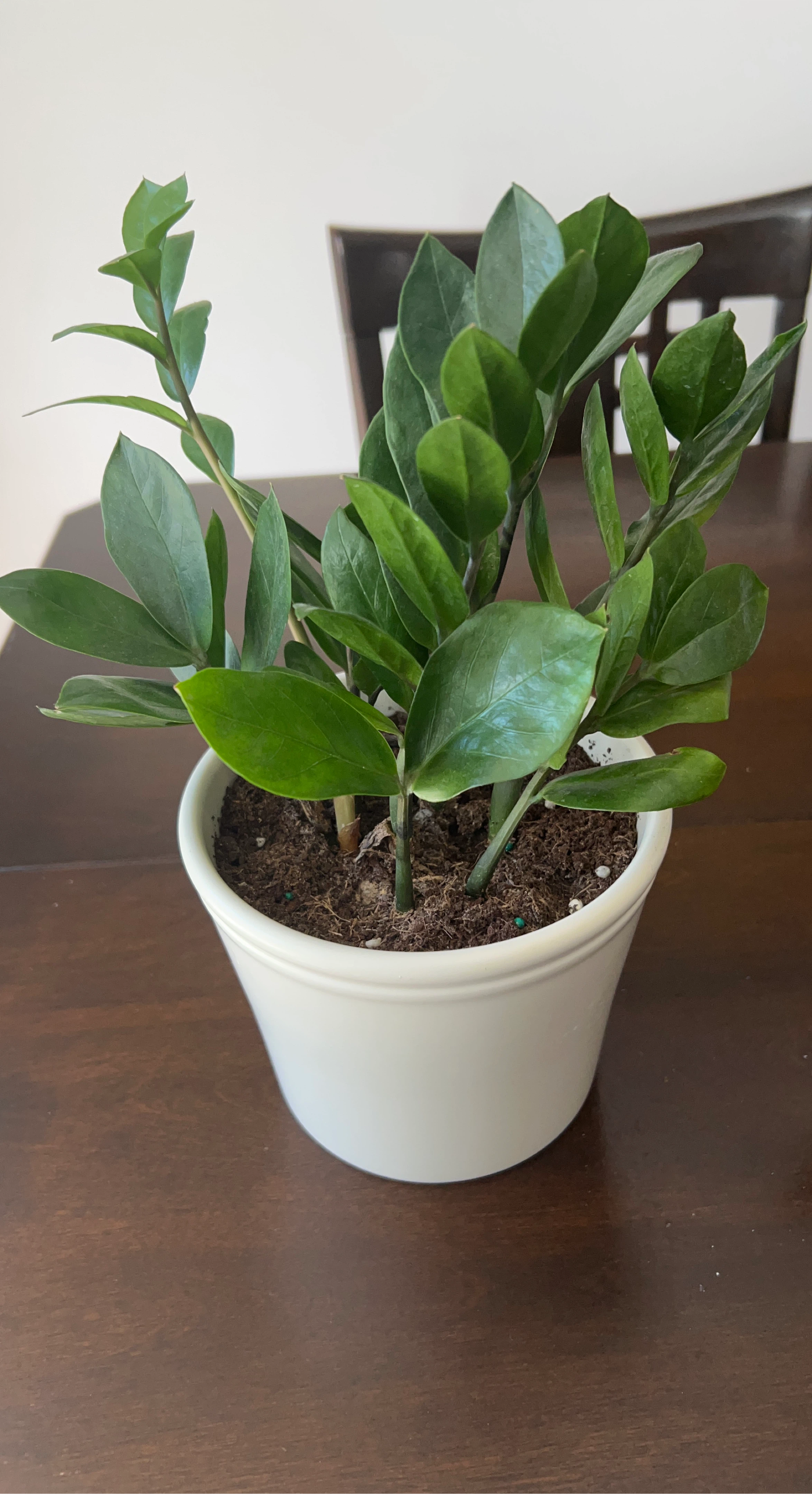 ZZ Plant in White Pot