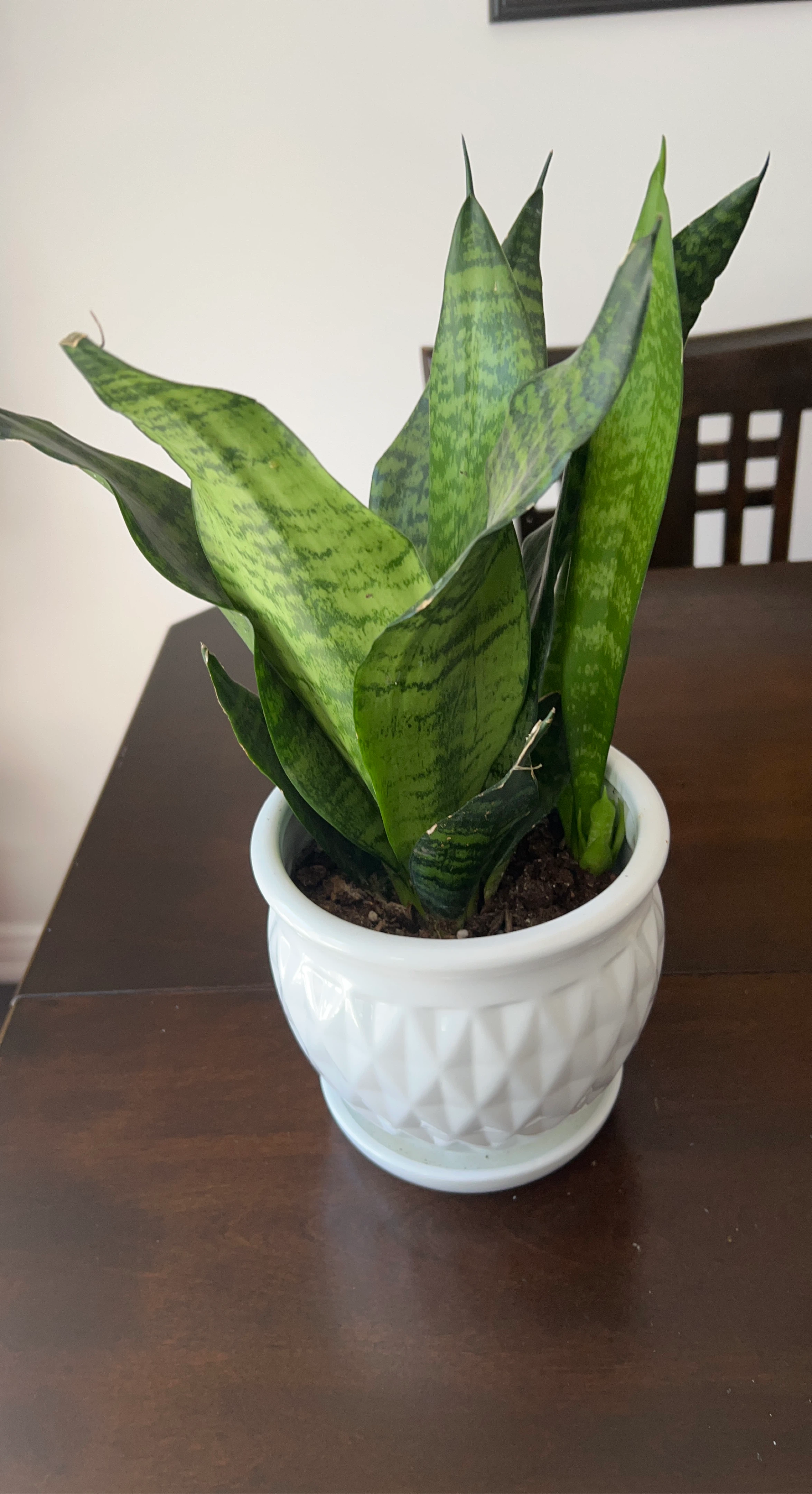 Snake Plant in White Decorative Pot