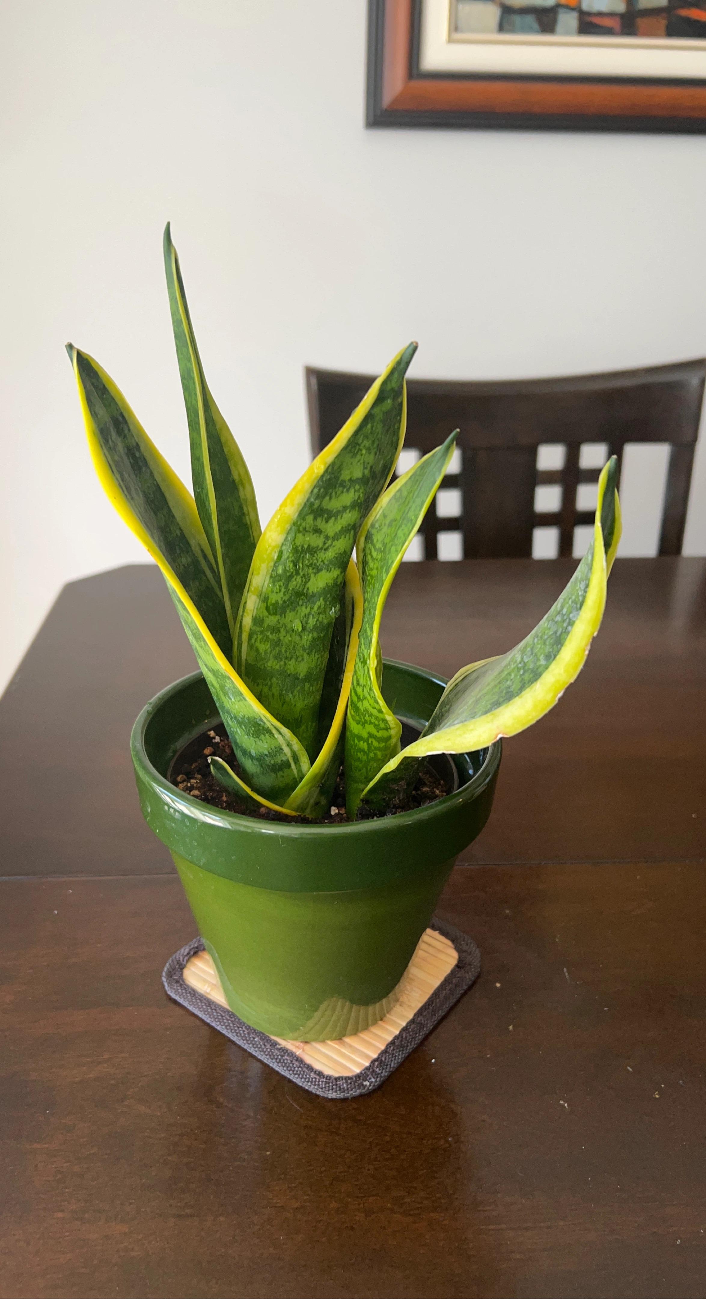 Snake Plant in Green Pot