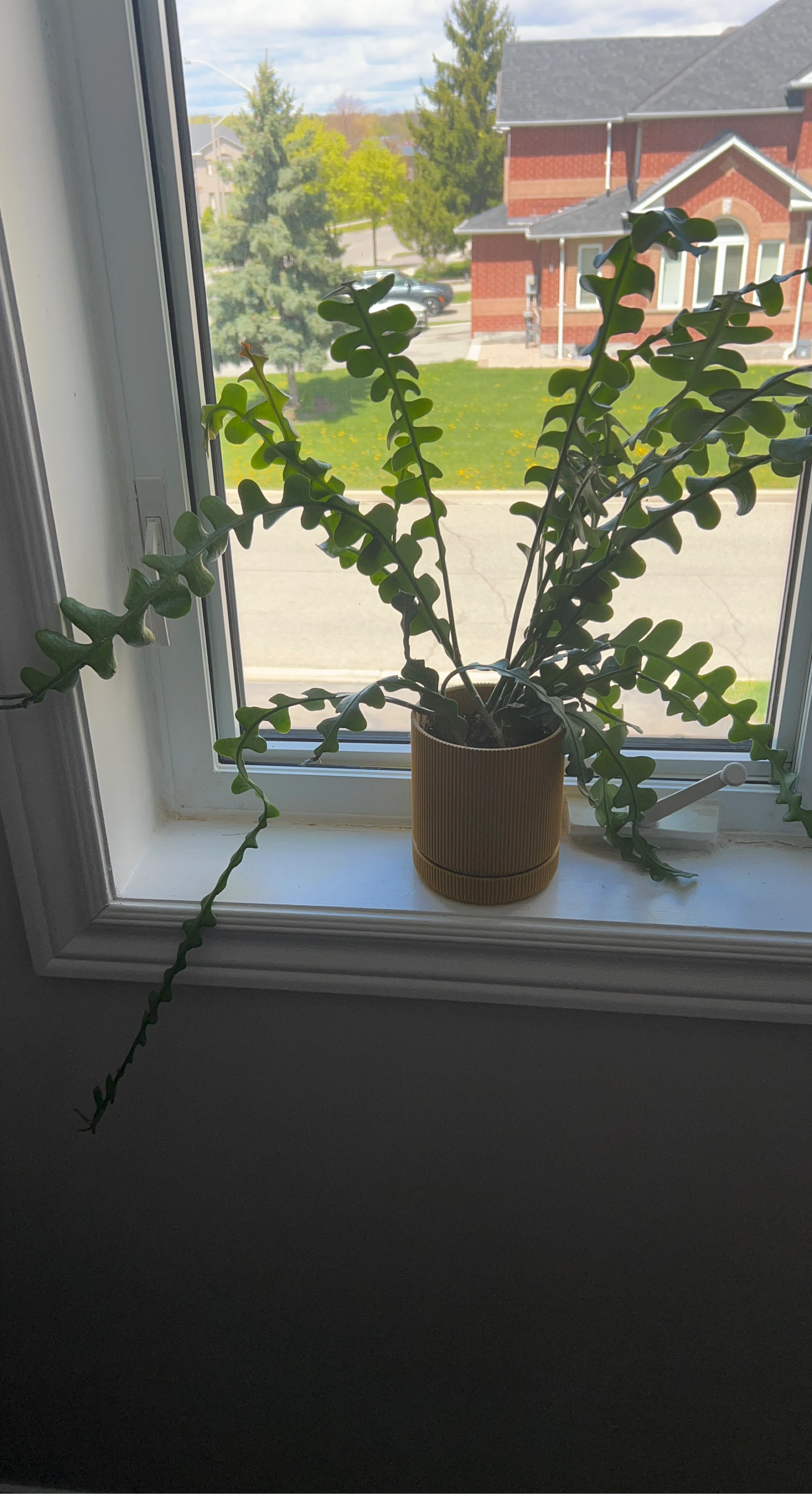 Ric Rac Cactus Plant