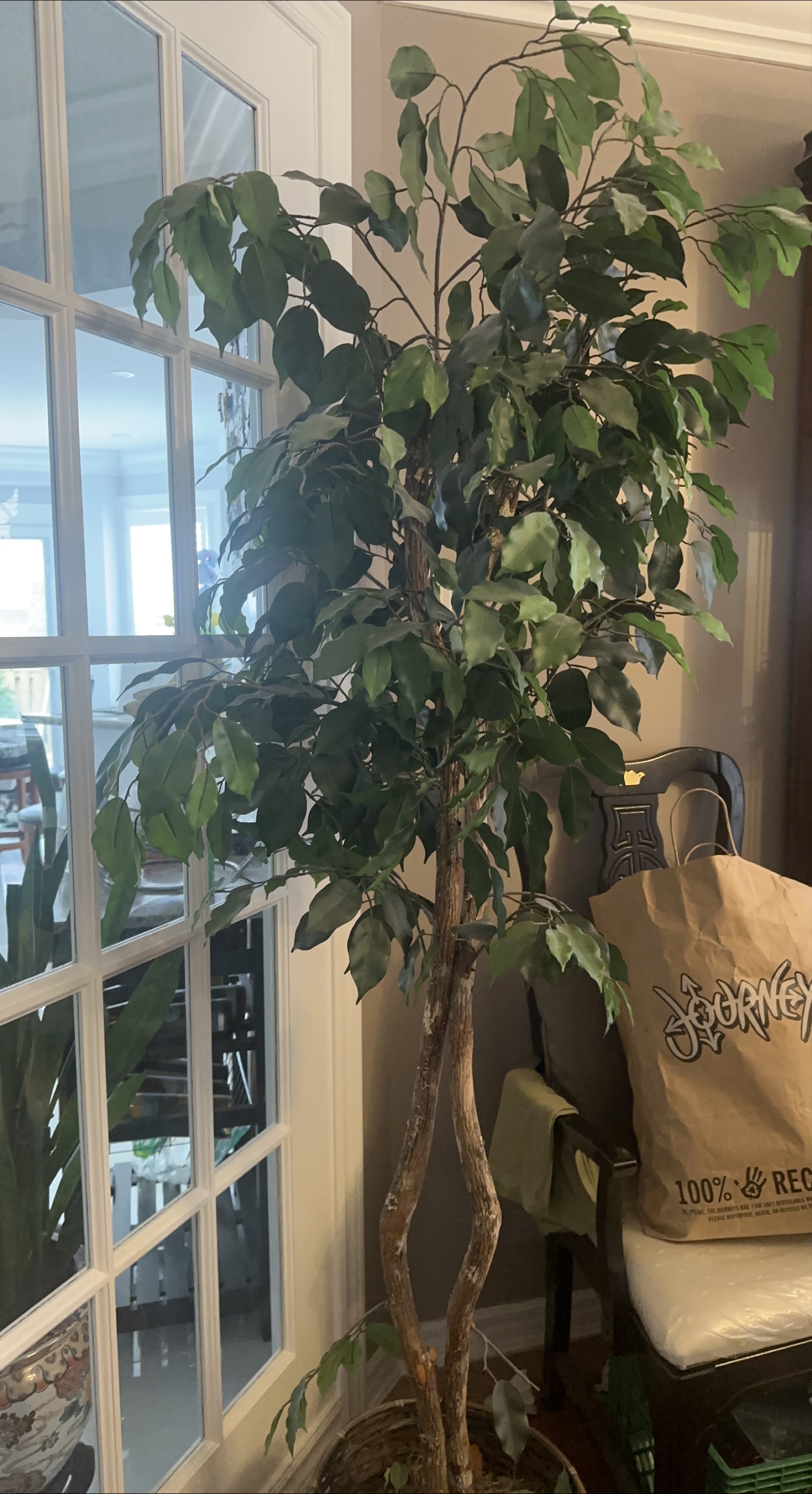 Artificial Ficus Tree in Woven Basket