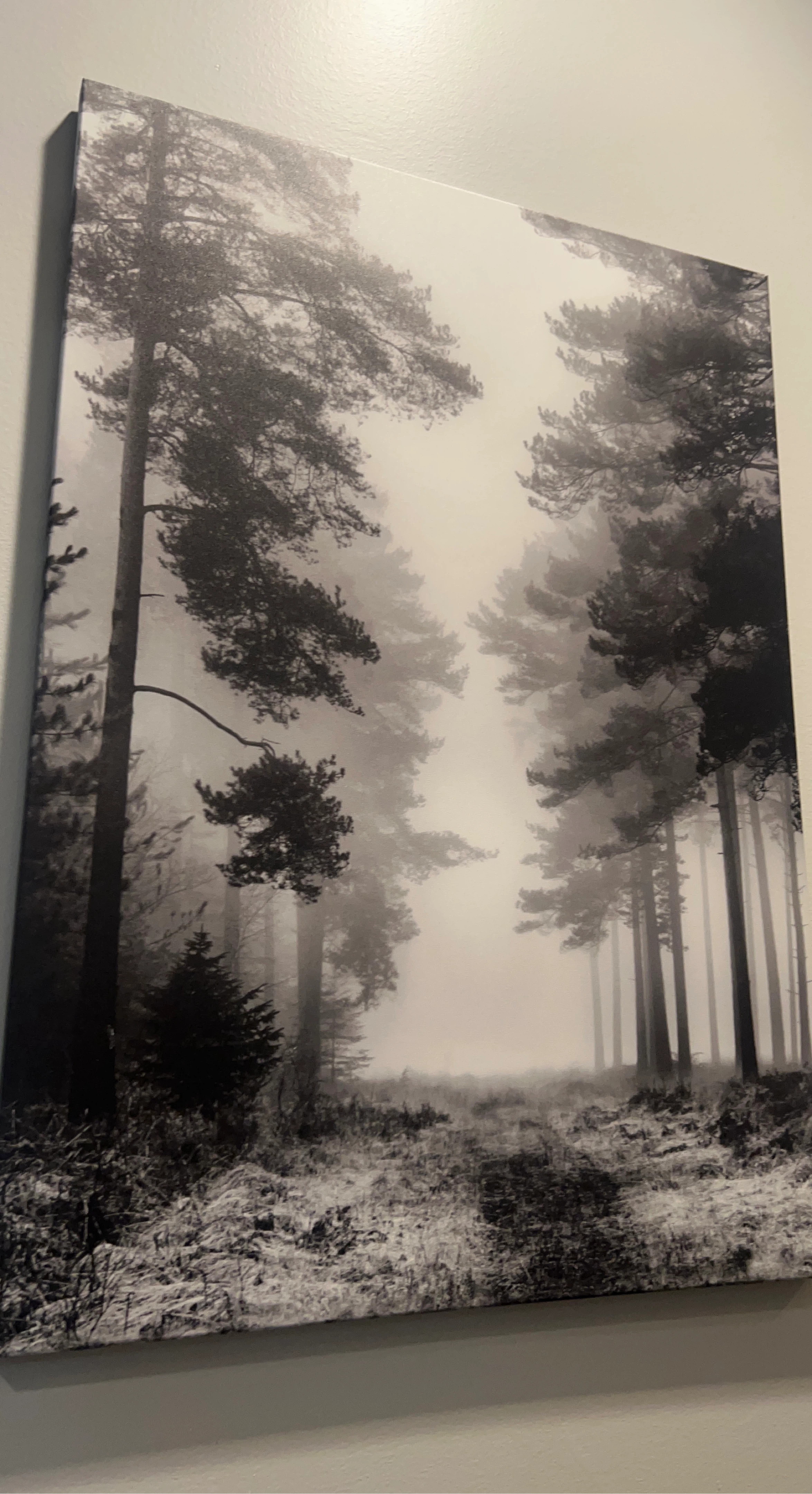 Black and White Forest Wall Art