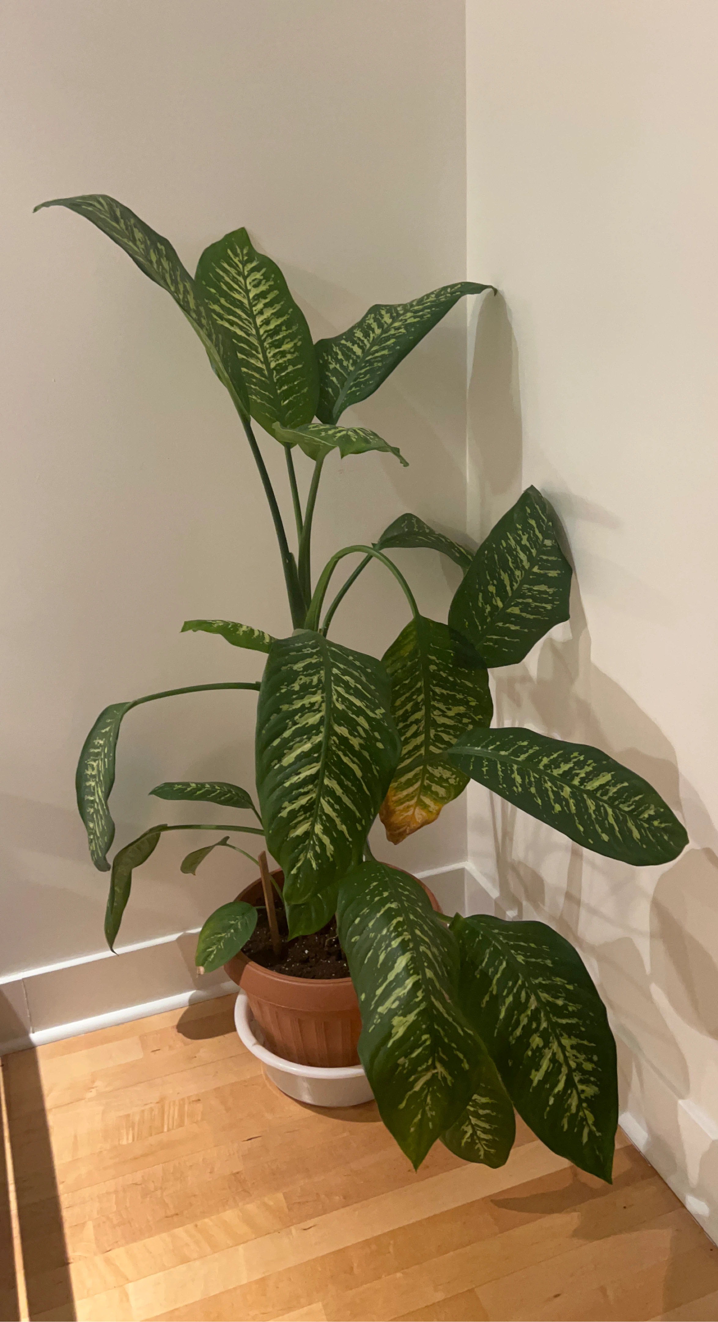 Dieffenbachia Plant-FREE