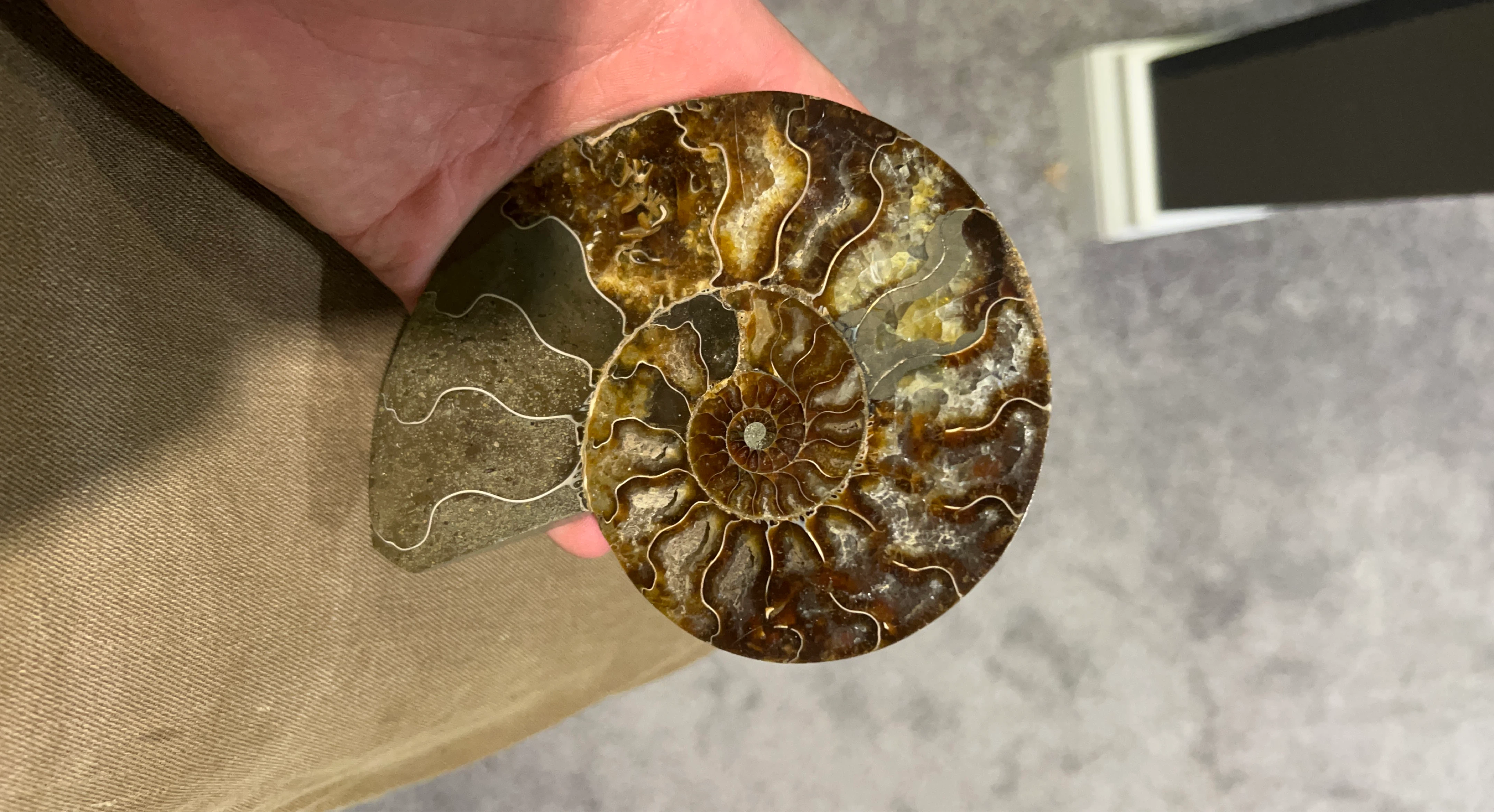 Fossilized Ammonite Shell