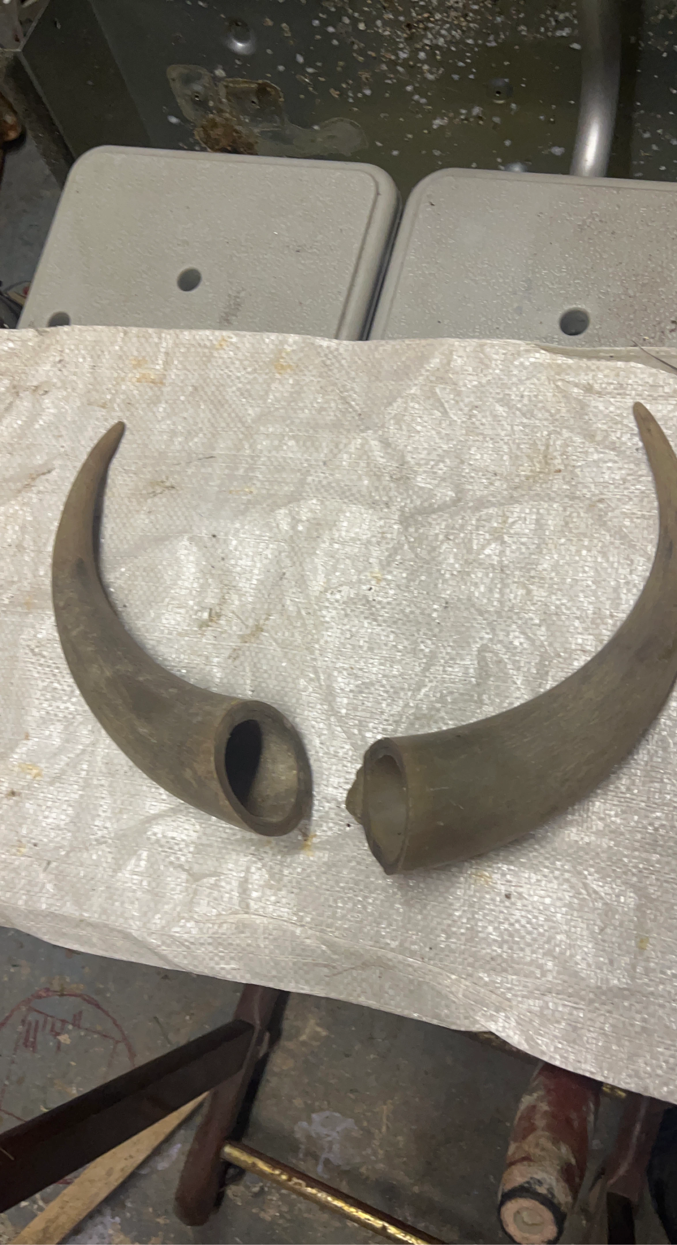 Two Antique Animal Horns