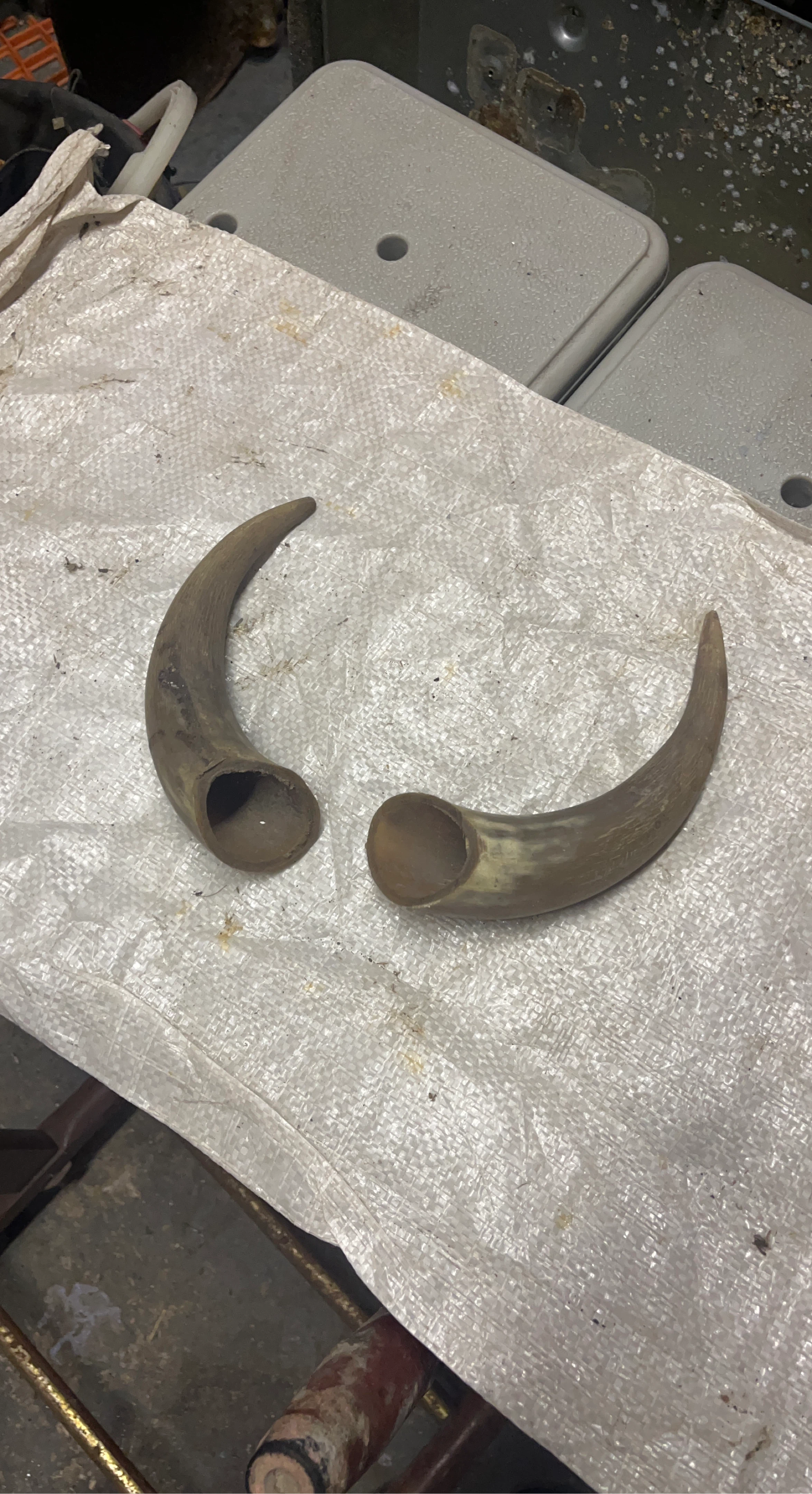 Pair of Animal Horns