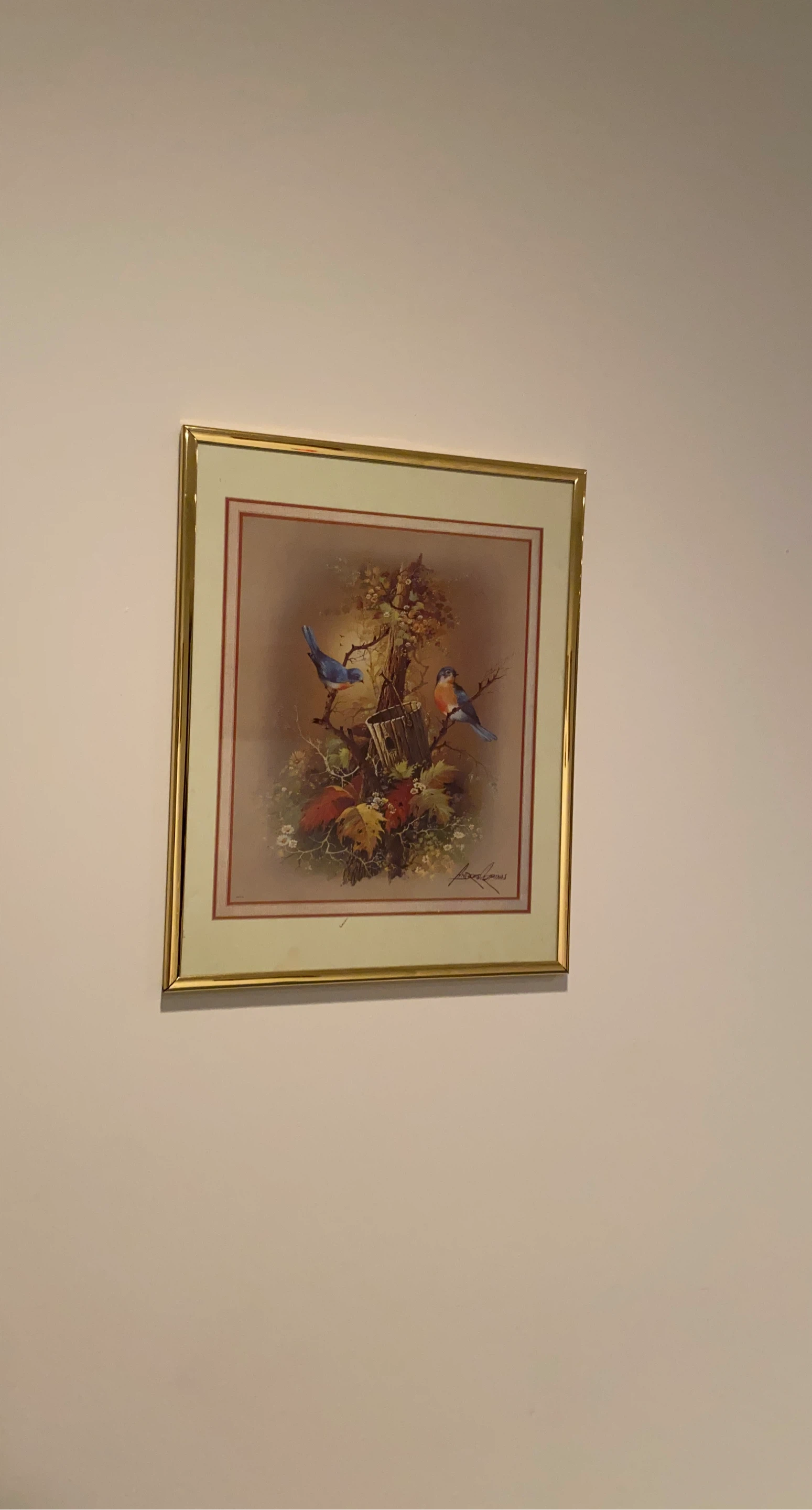Framed Print of Bluebirds