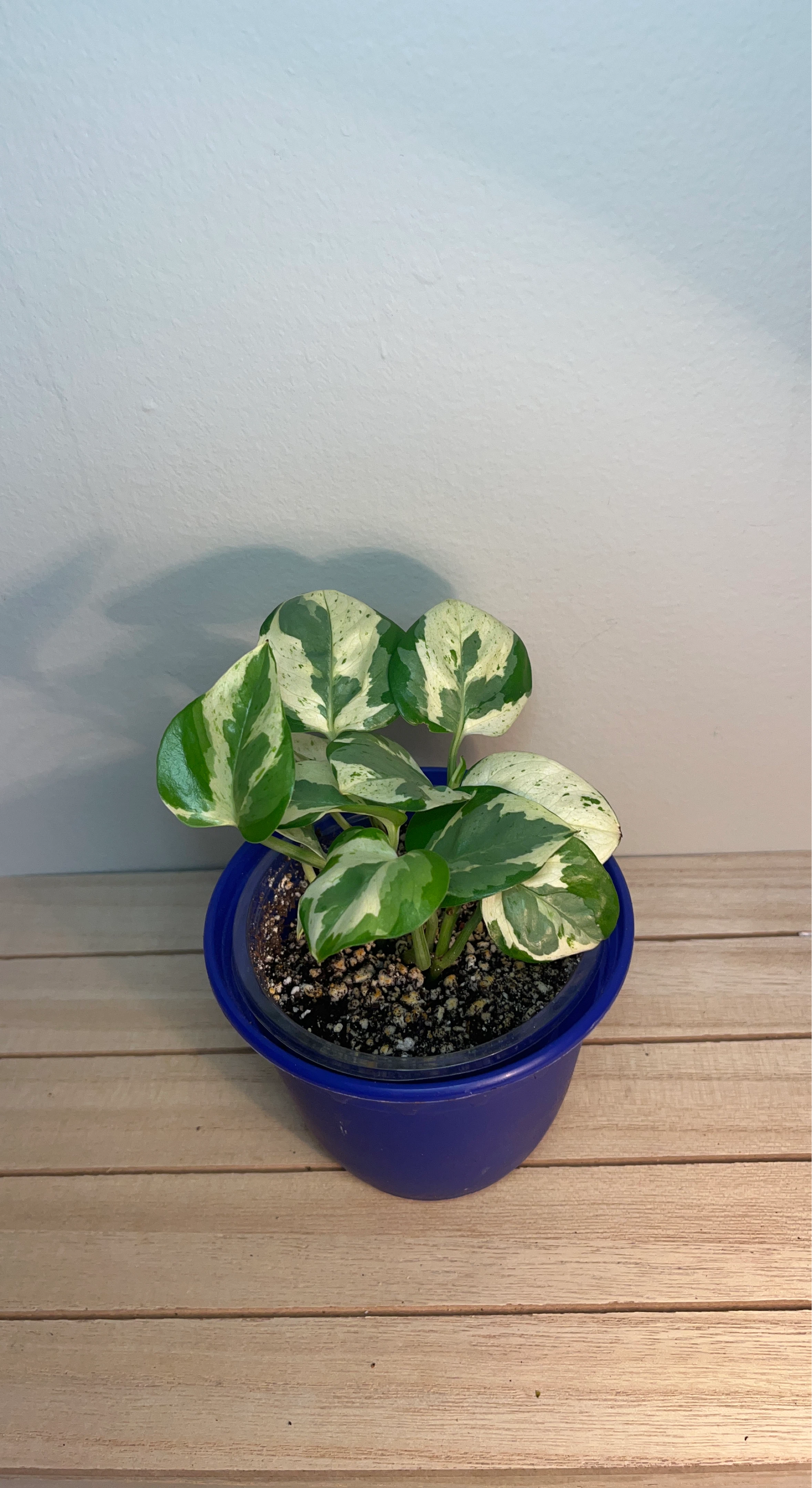 Pothos n’ joy Plant