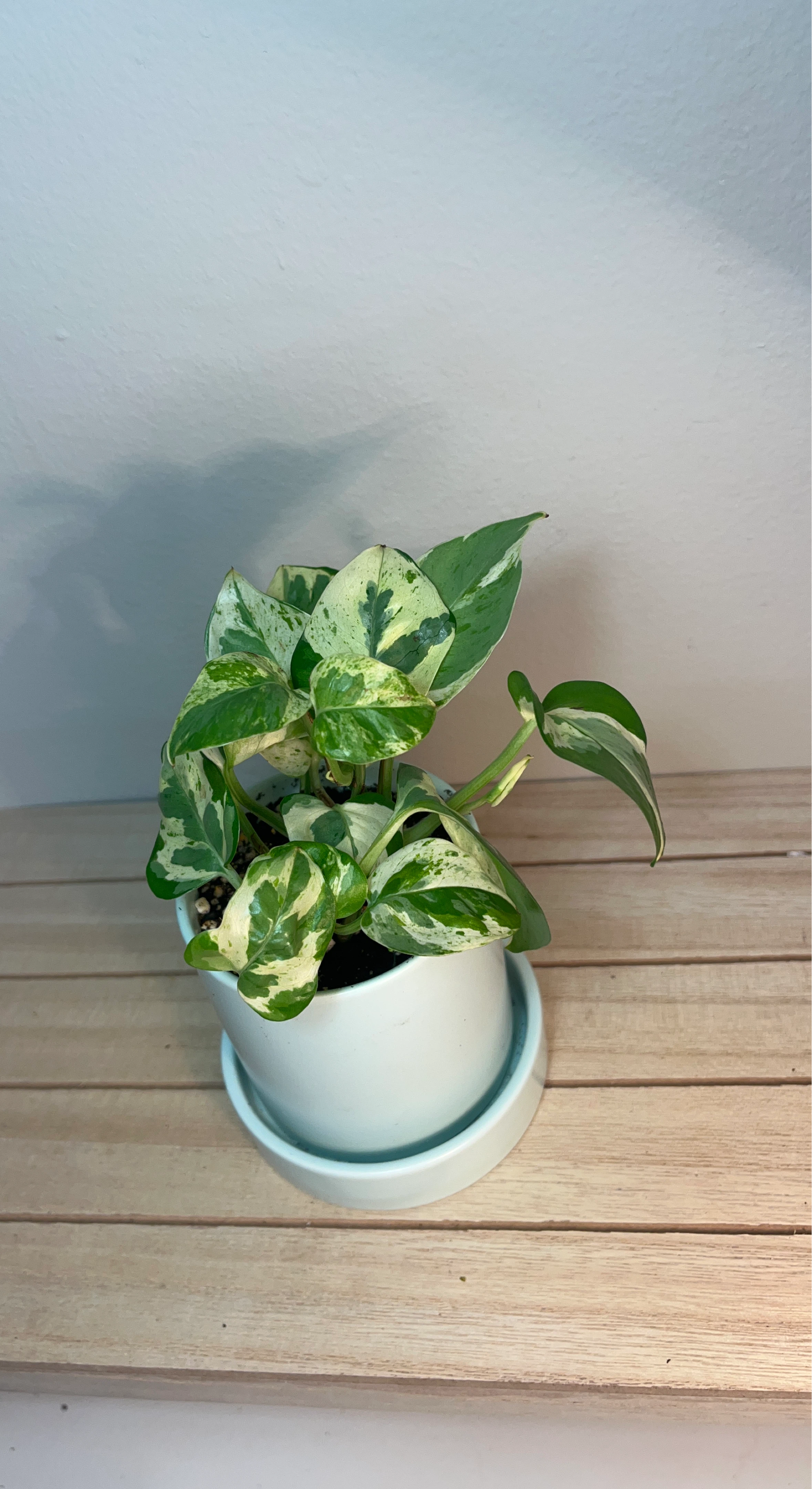 Pothos n joy plant in light blue ceramic pot w/ saucer