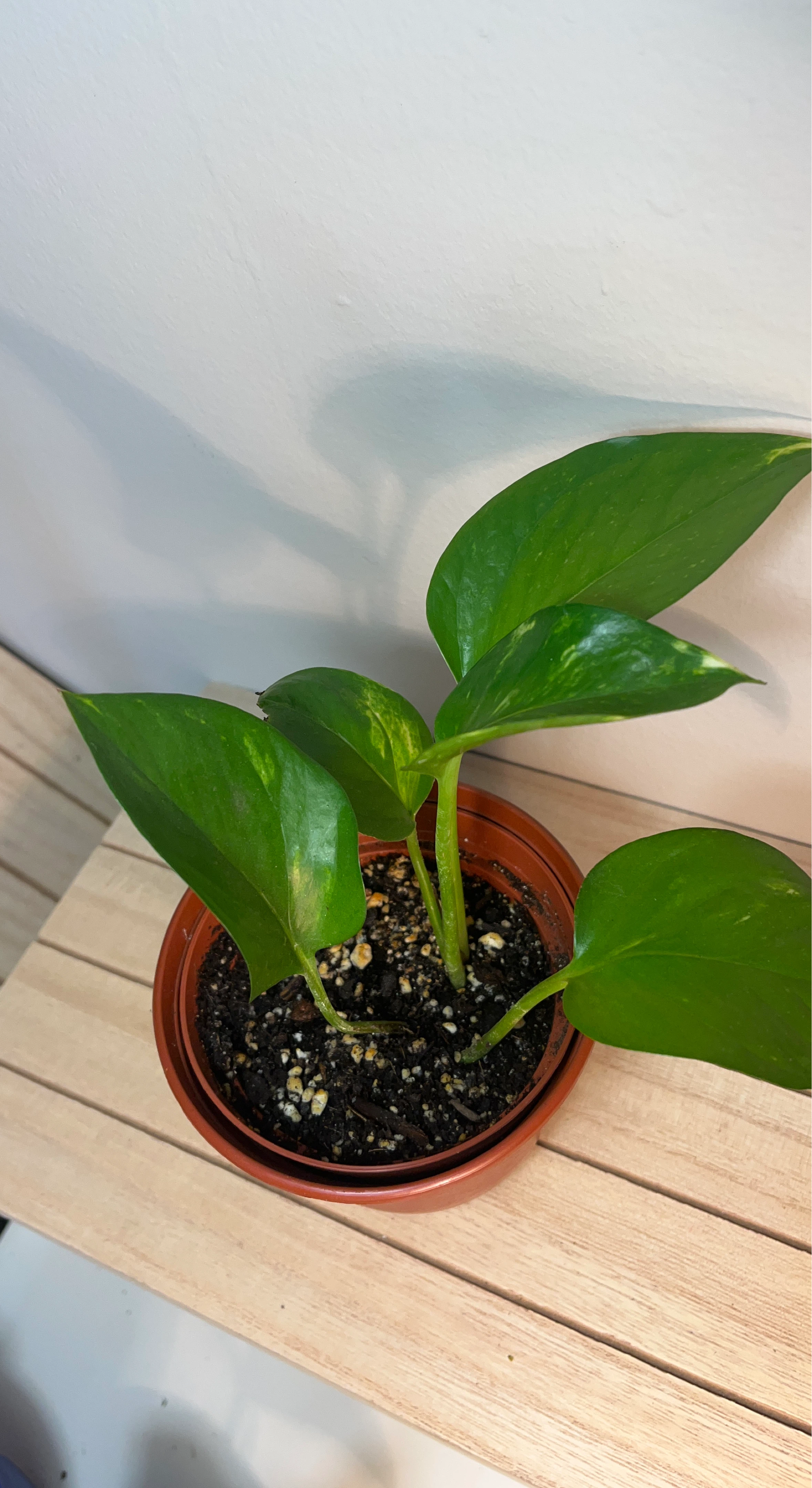 Golden Pothos Plant