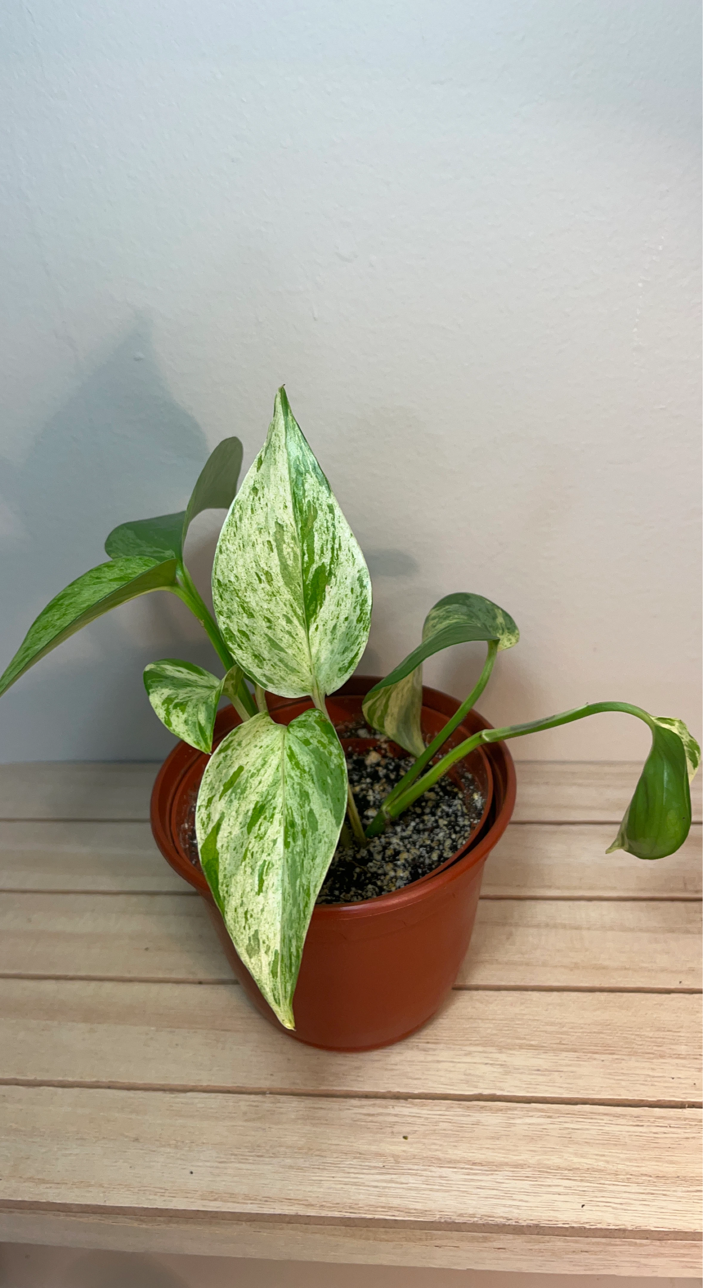 Marble Queen Pothos Plant