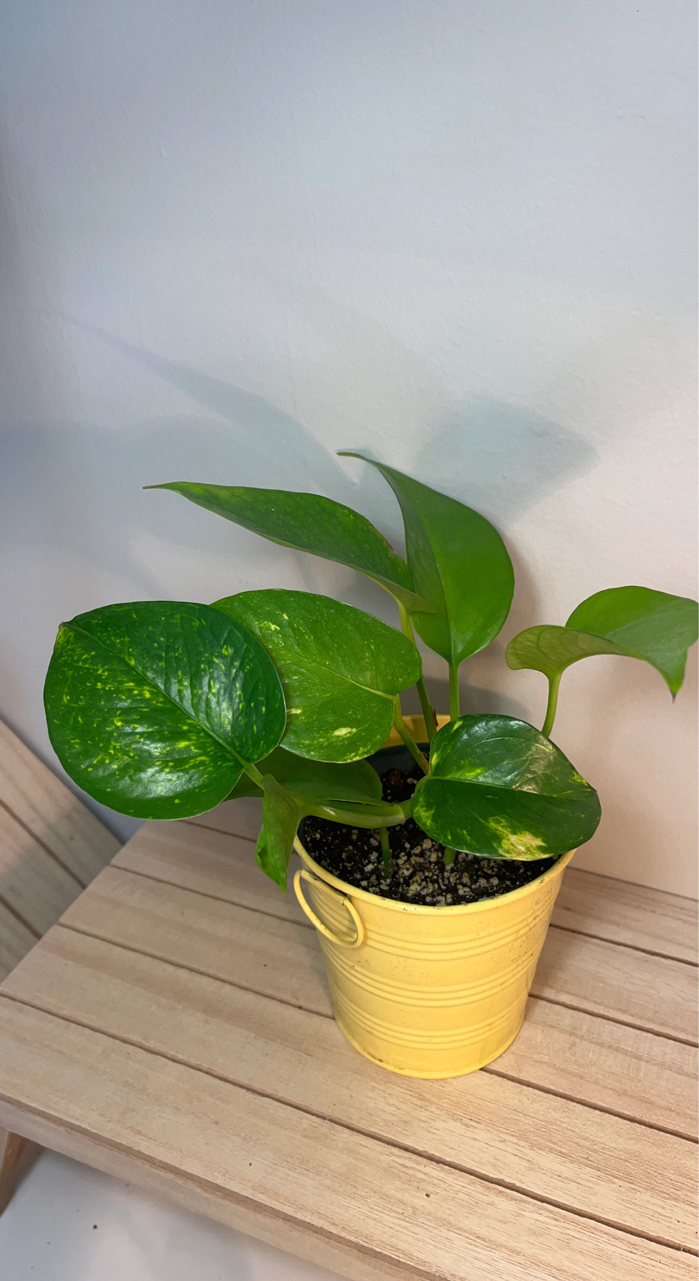Golden Pothos Plant in Yellow Pot