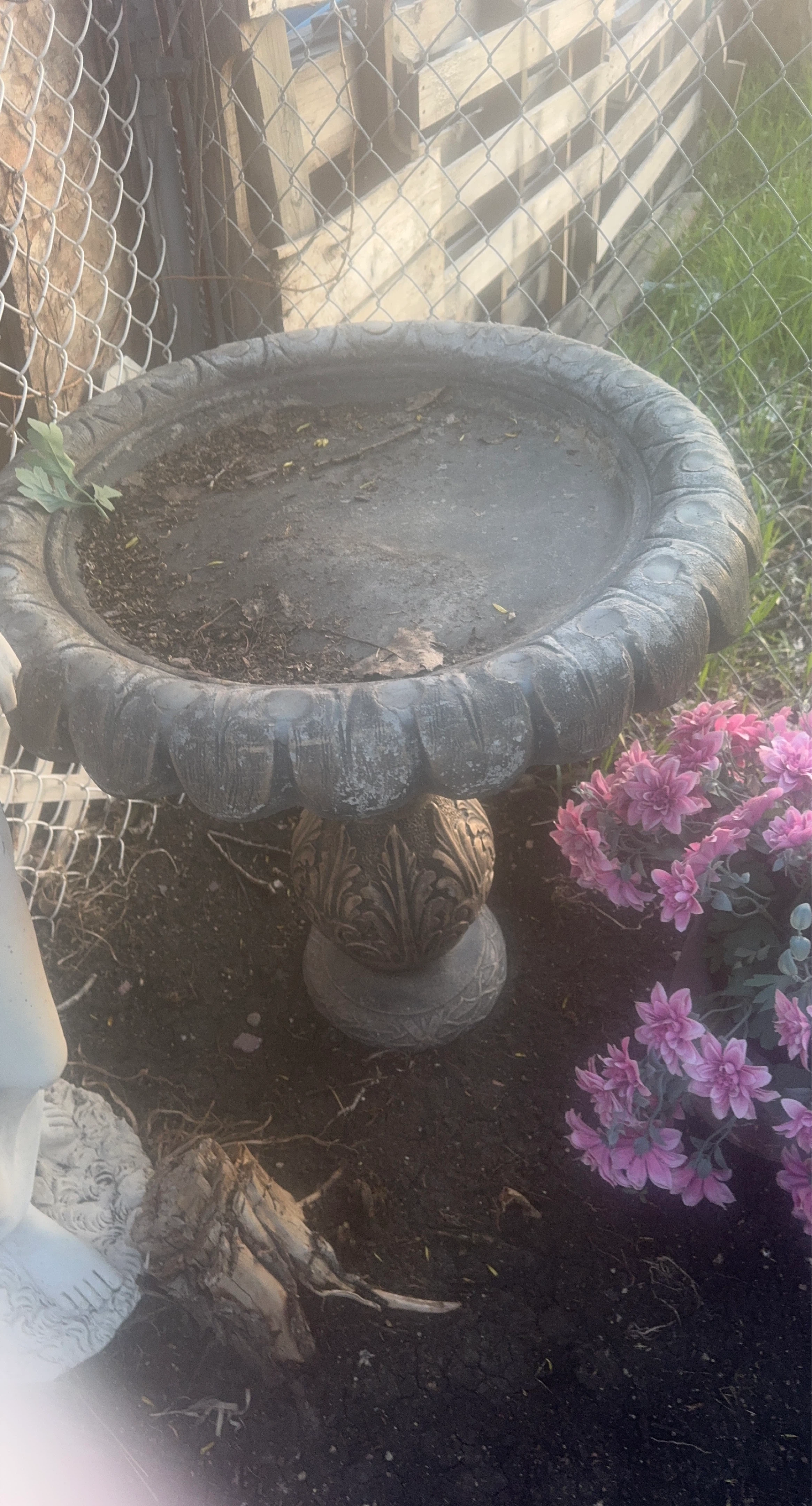 Bird Bath
