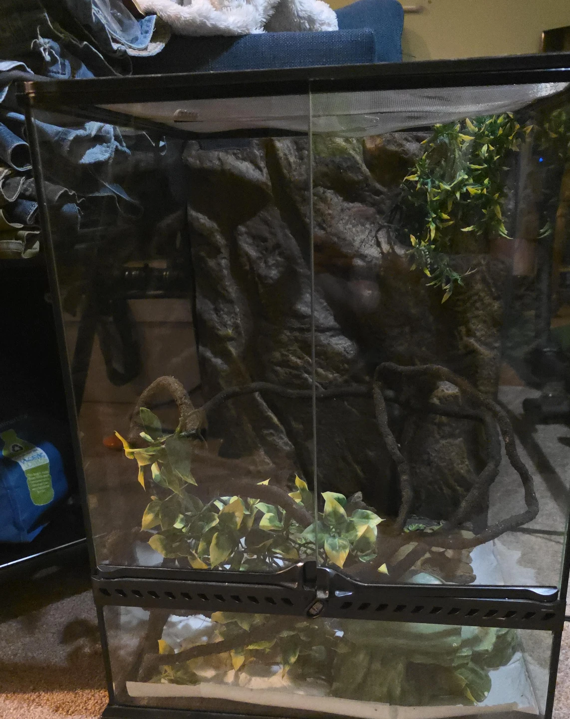 Terrarium Enclosure with Climbing Vine and Plants