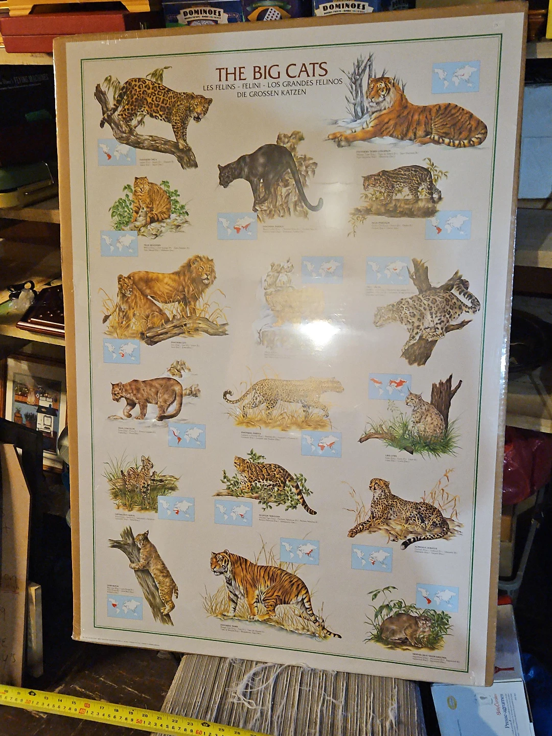 The Big Cats Educational Poster