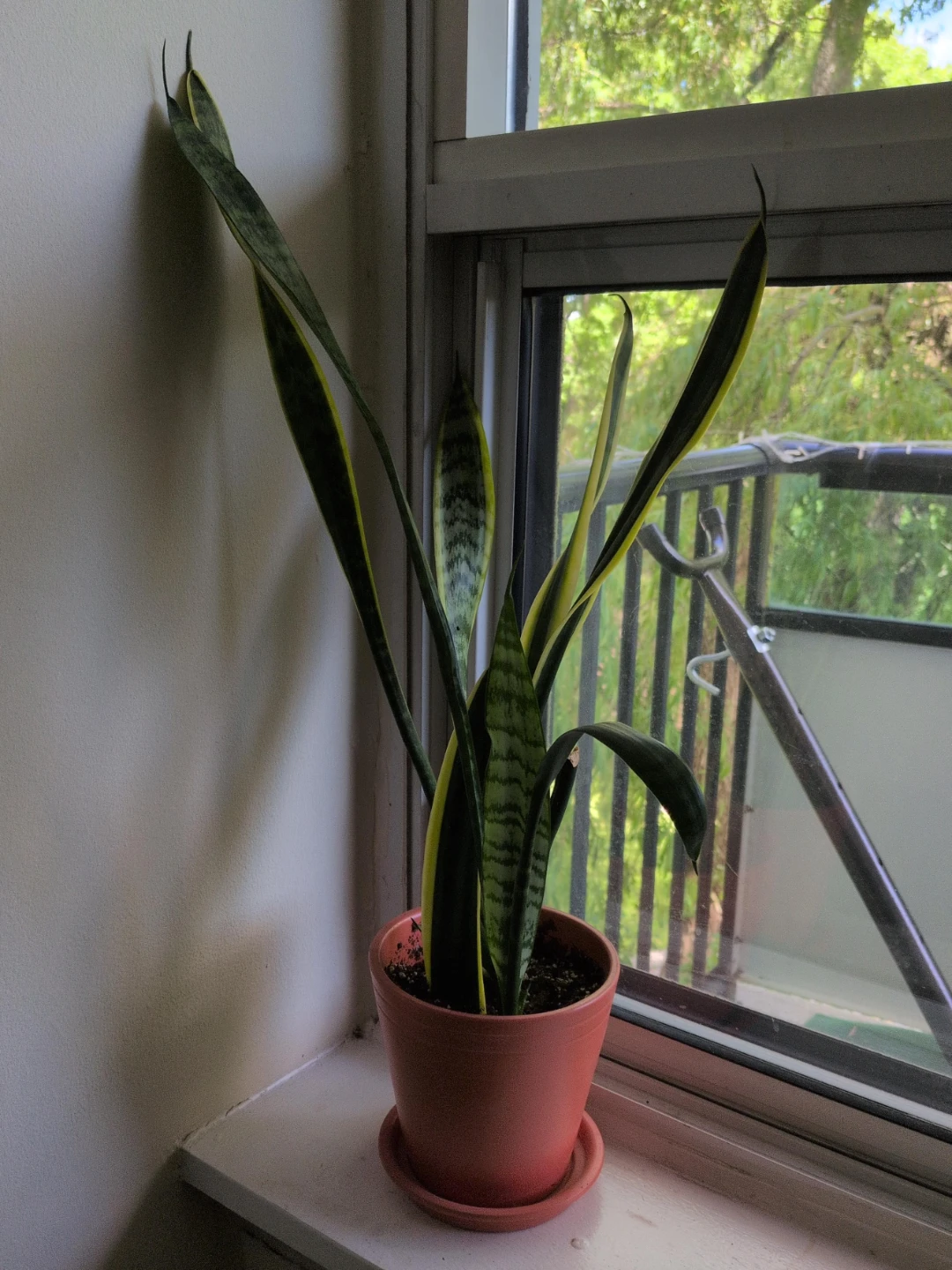 Snake Plant in Coral Pot - photo 2