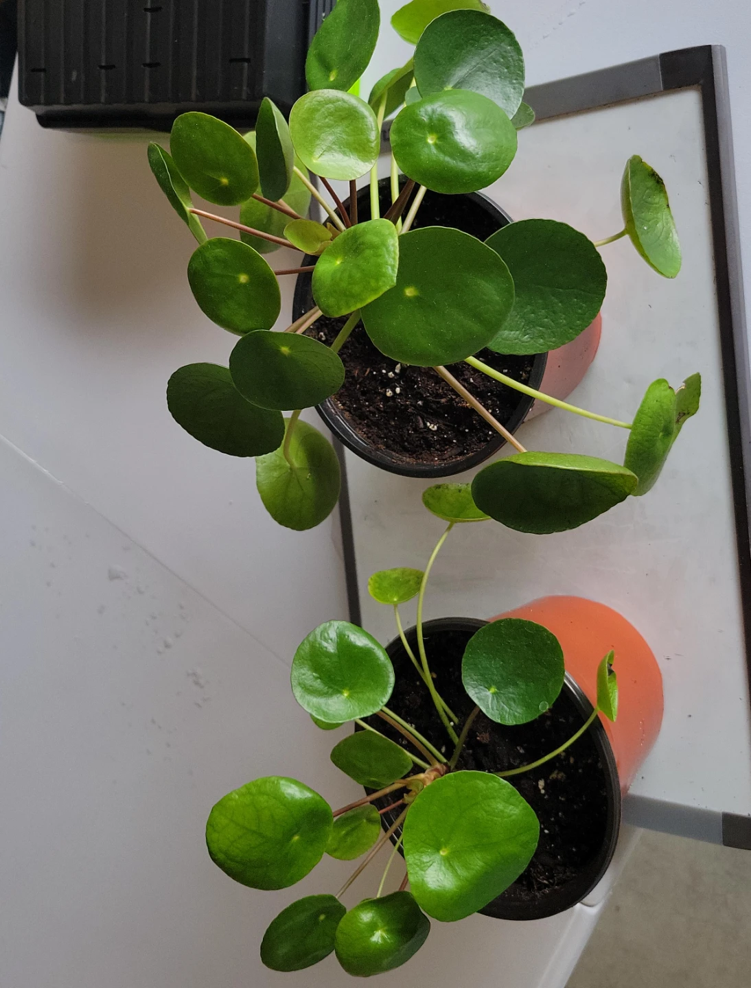 Pilea Peperomioides Plants