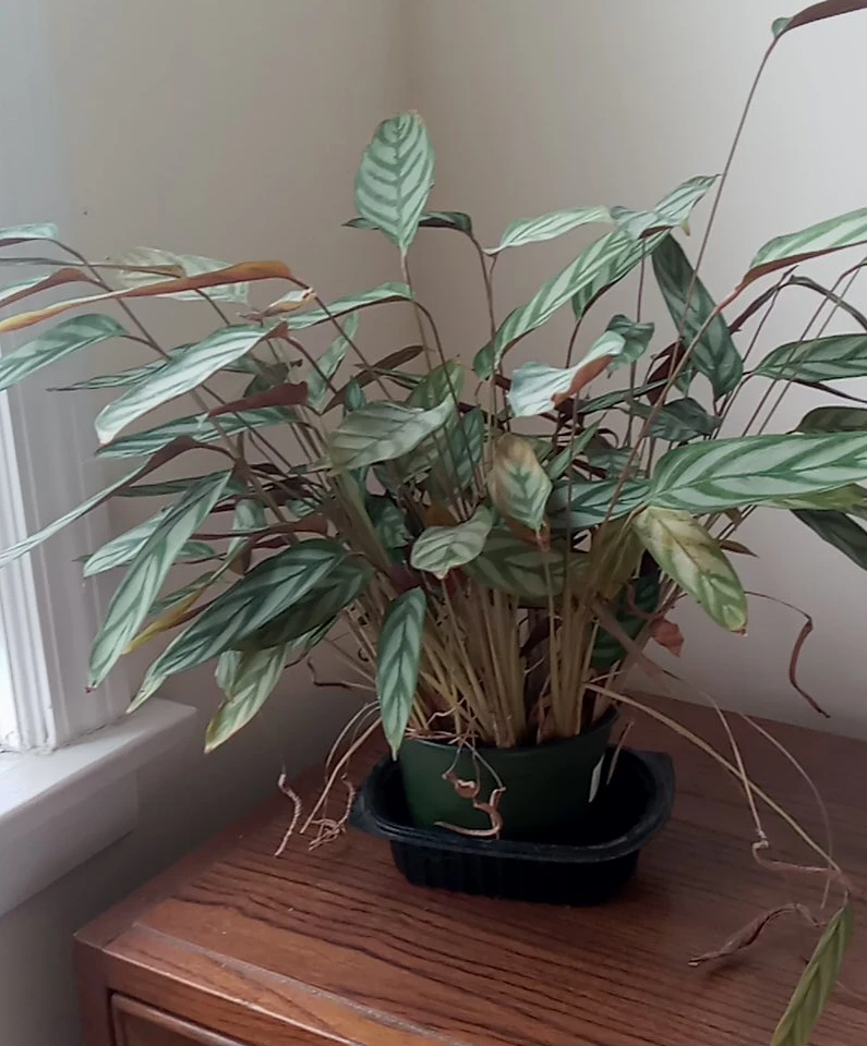 Assorted Potted House Plants - photo 2