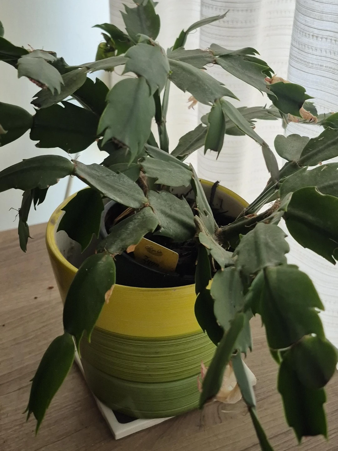 Christmas Cactus Plant in Striped Pot