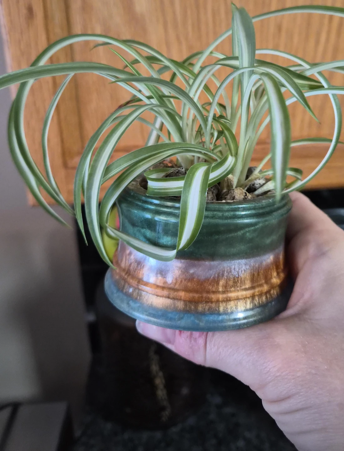 Spider Plant in Decorative Pot