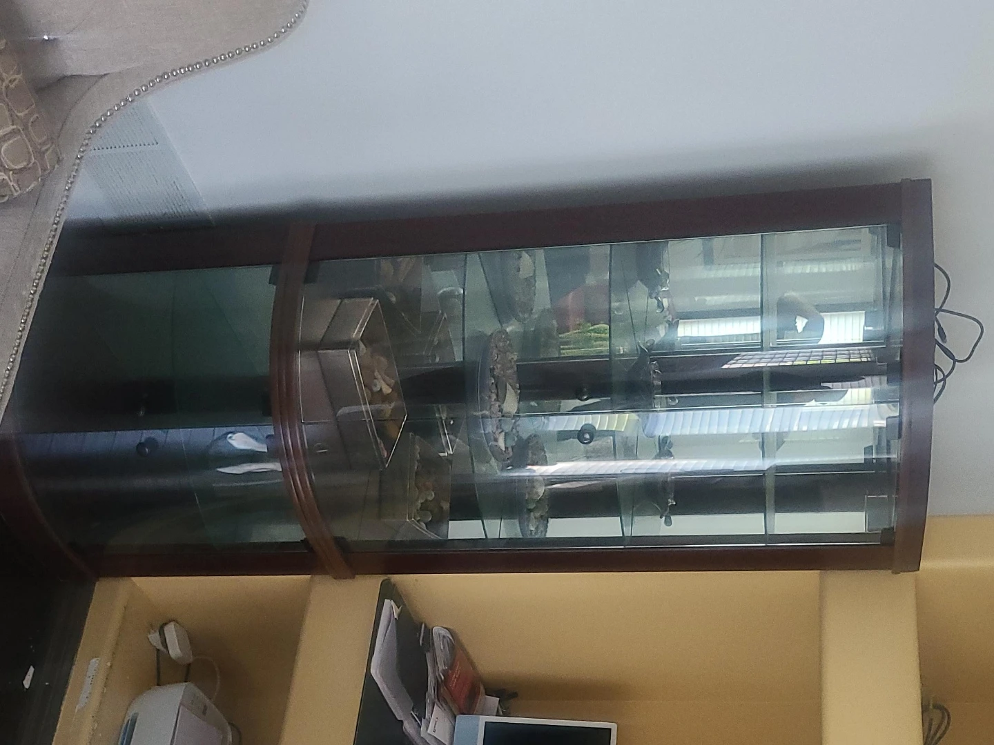 Curved glass display cabinet with dark wood trim