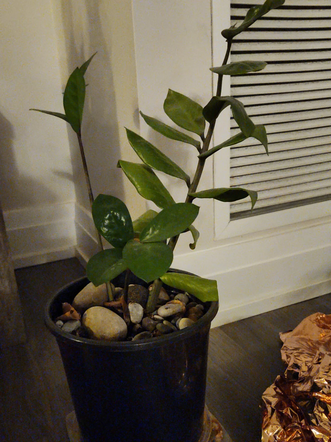 Plant