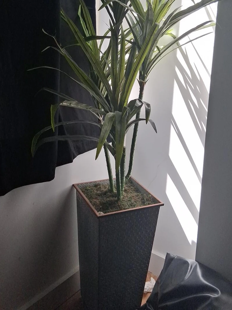 Large Faux Dracaena Plant in Decorative Planter