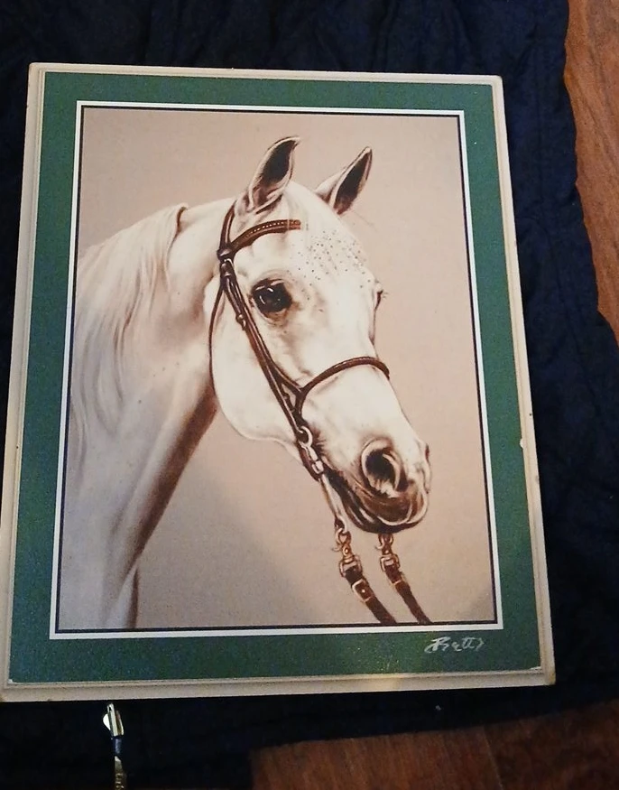 Framed Print of a White Horse by Brett