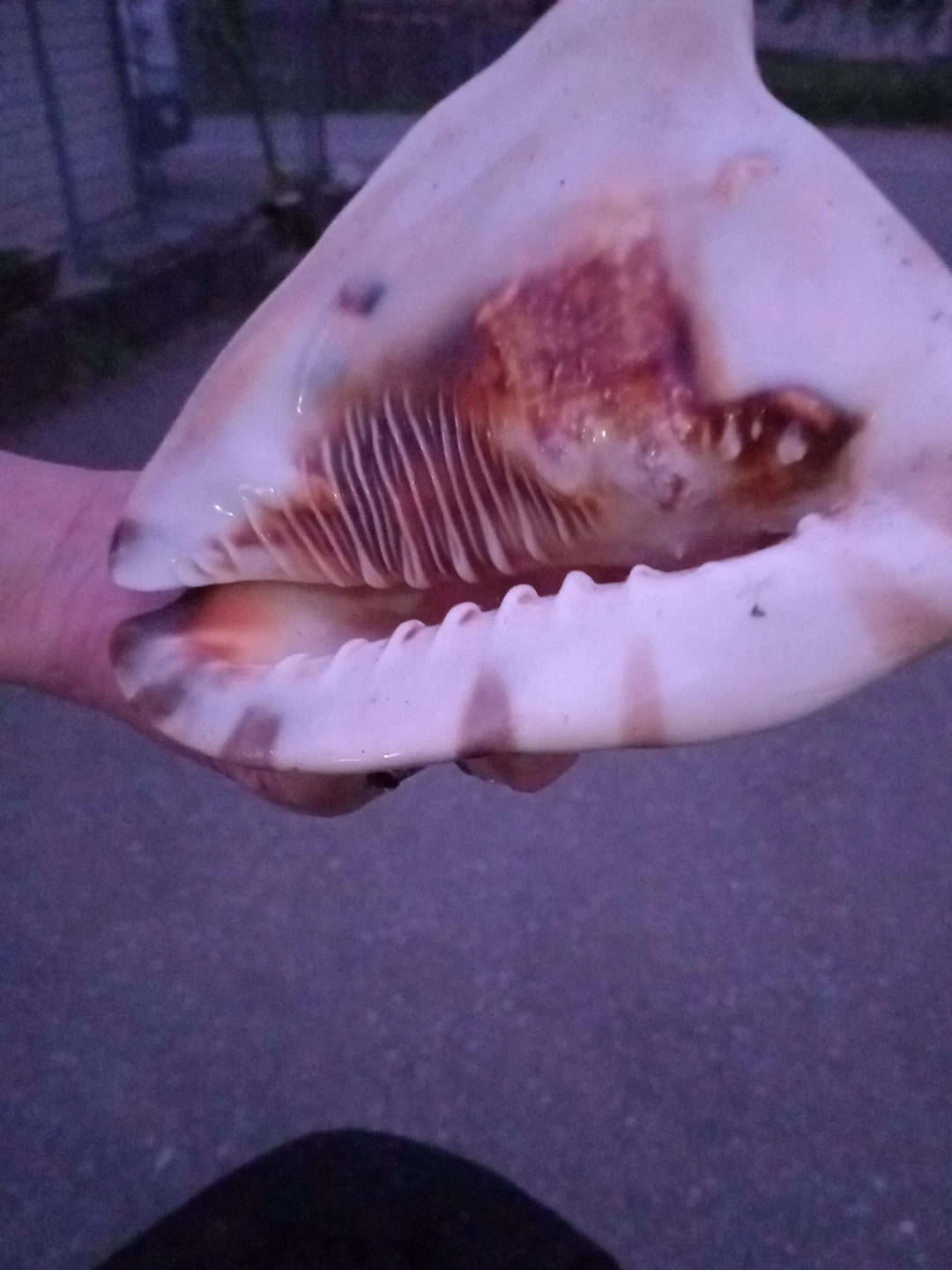 Seashell