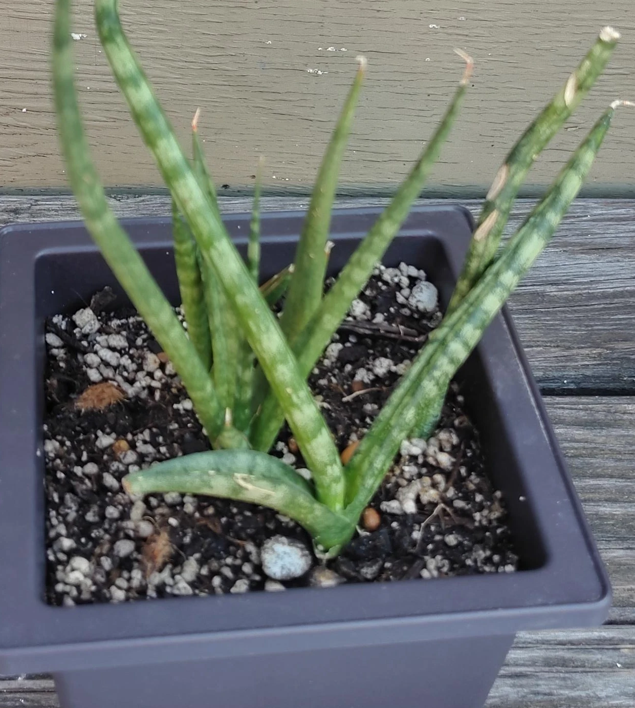 Cylindrical Snake Plant in Pot