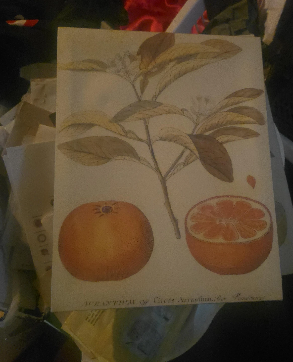 Antique Botanical Print of Citrus Aurantium (Pomeranza)