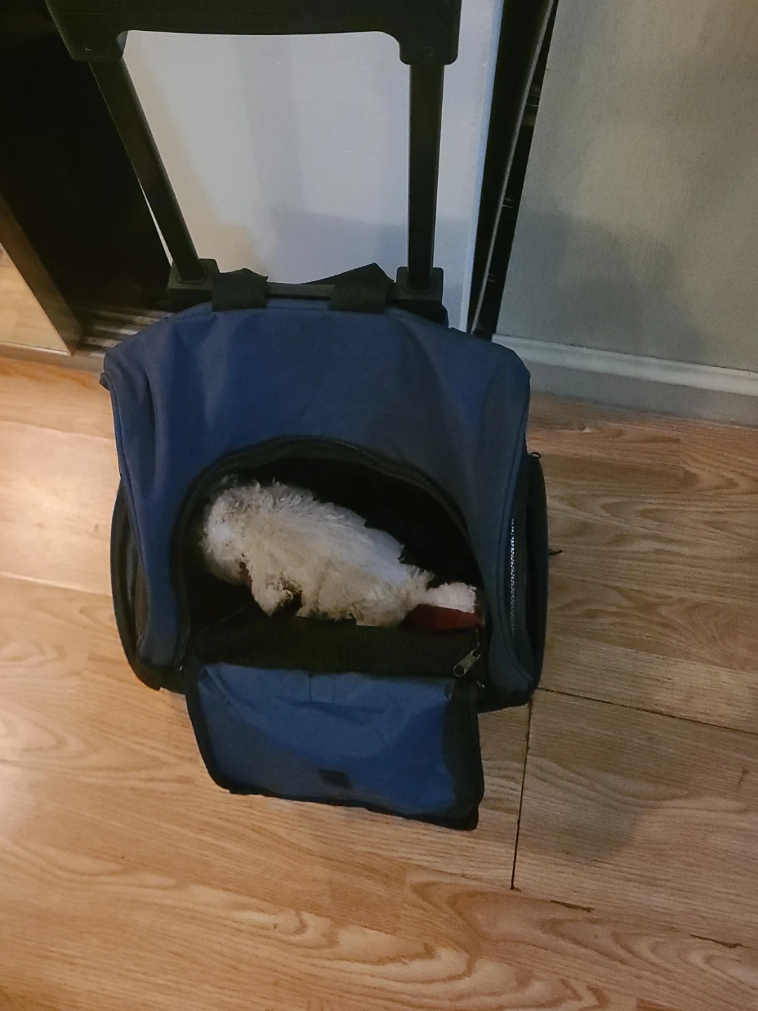 Blue Pet Carrier Rolling Bag
