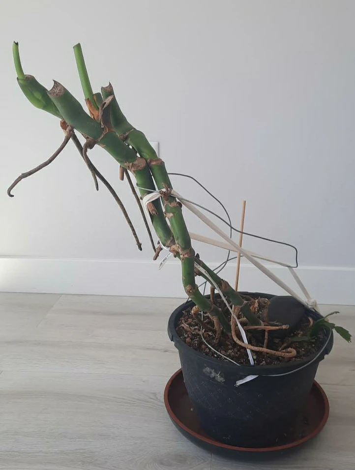 Monstera Plant Cuttings