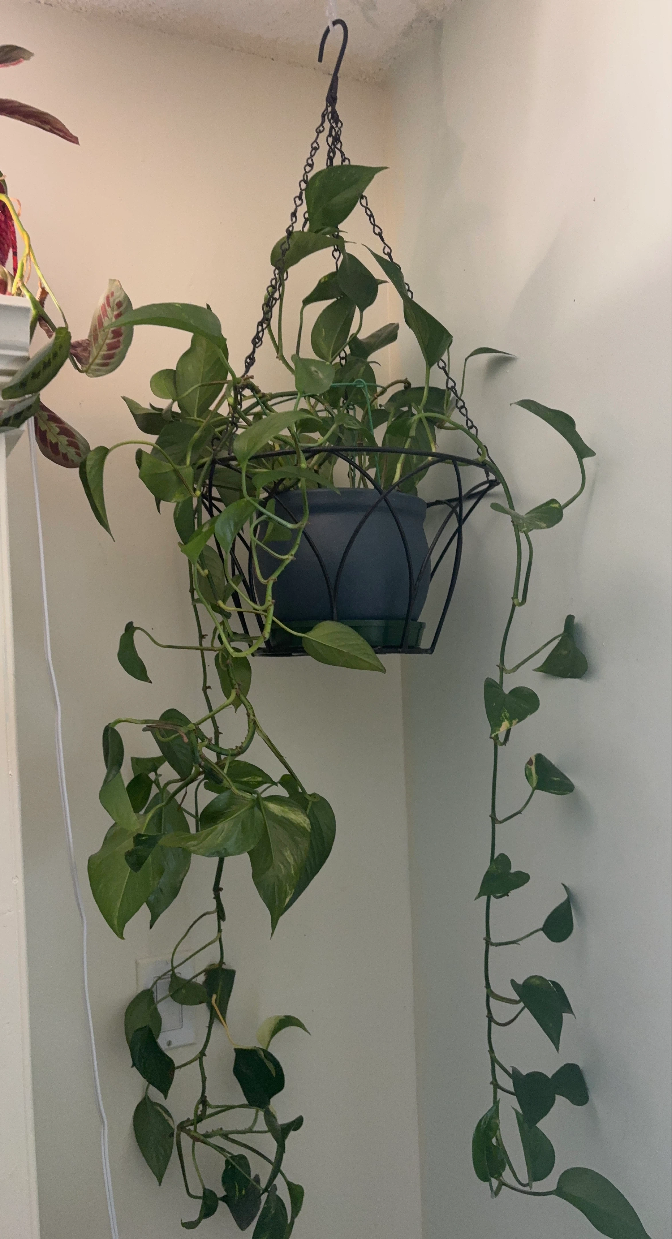Pothos Hanging Plant