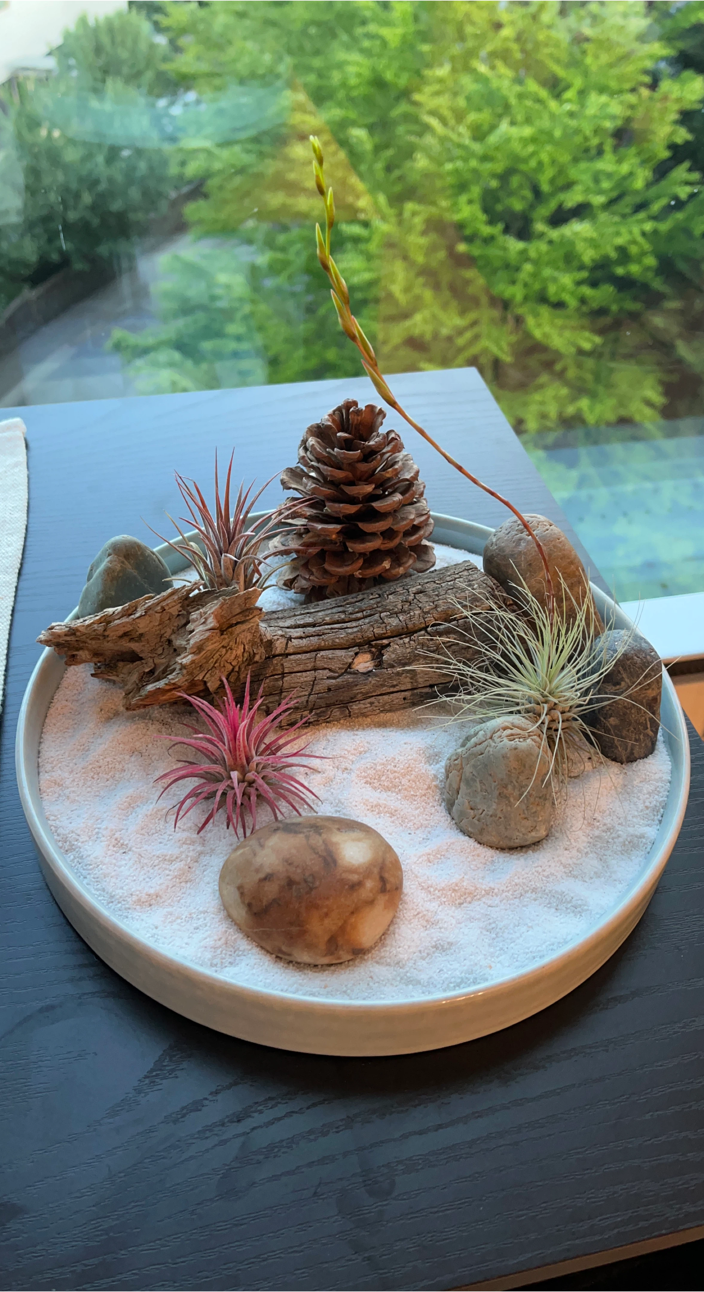 Air Plant Display with Pinecone and Driftwood