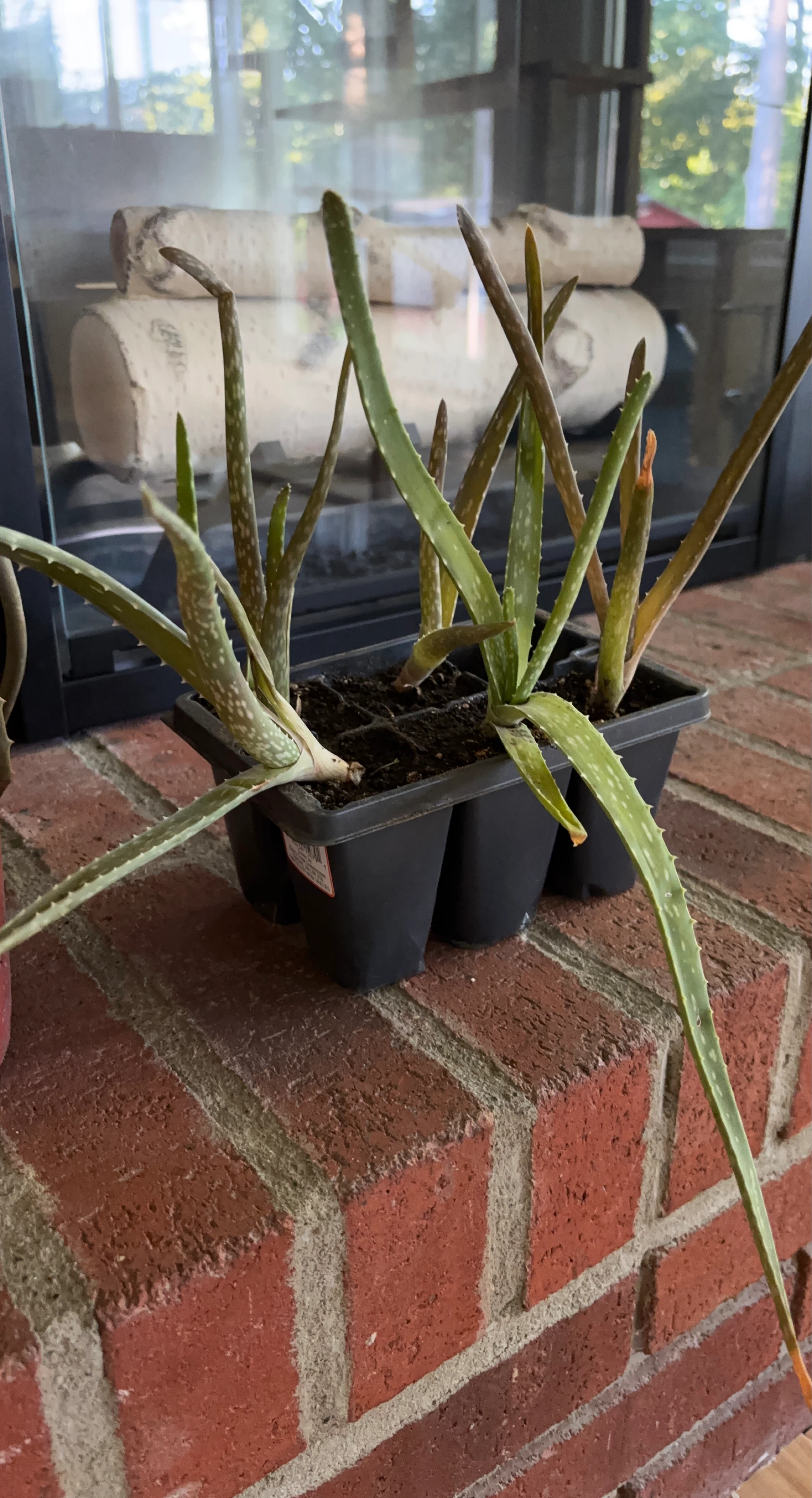 Aloe Vera Plants in 4-Cell Pack