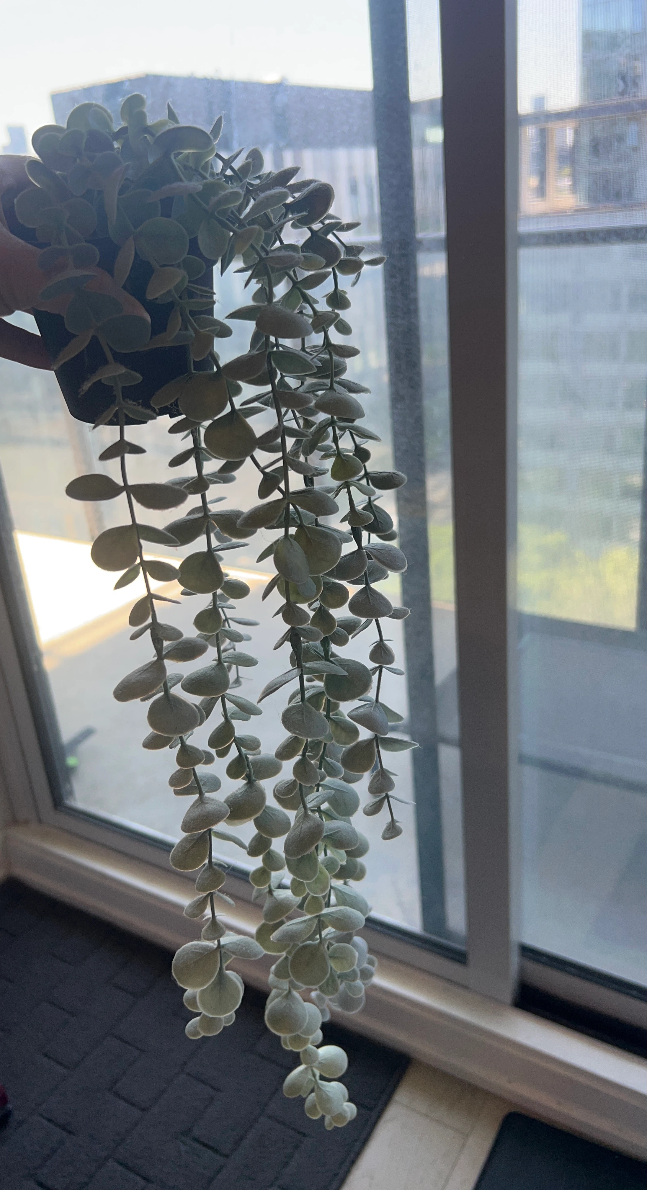Hanging Succulent Plant with vase