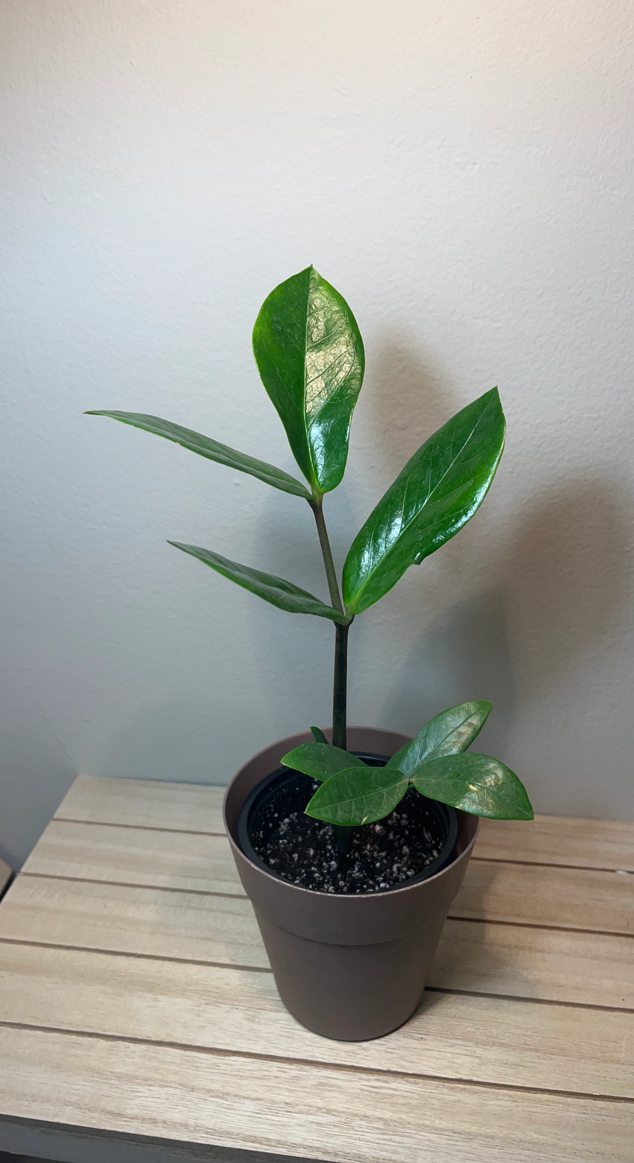 Little ZZ Plant 💚