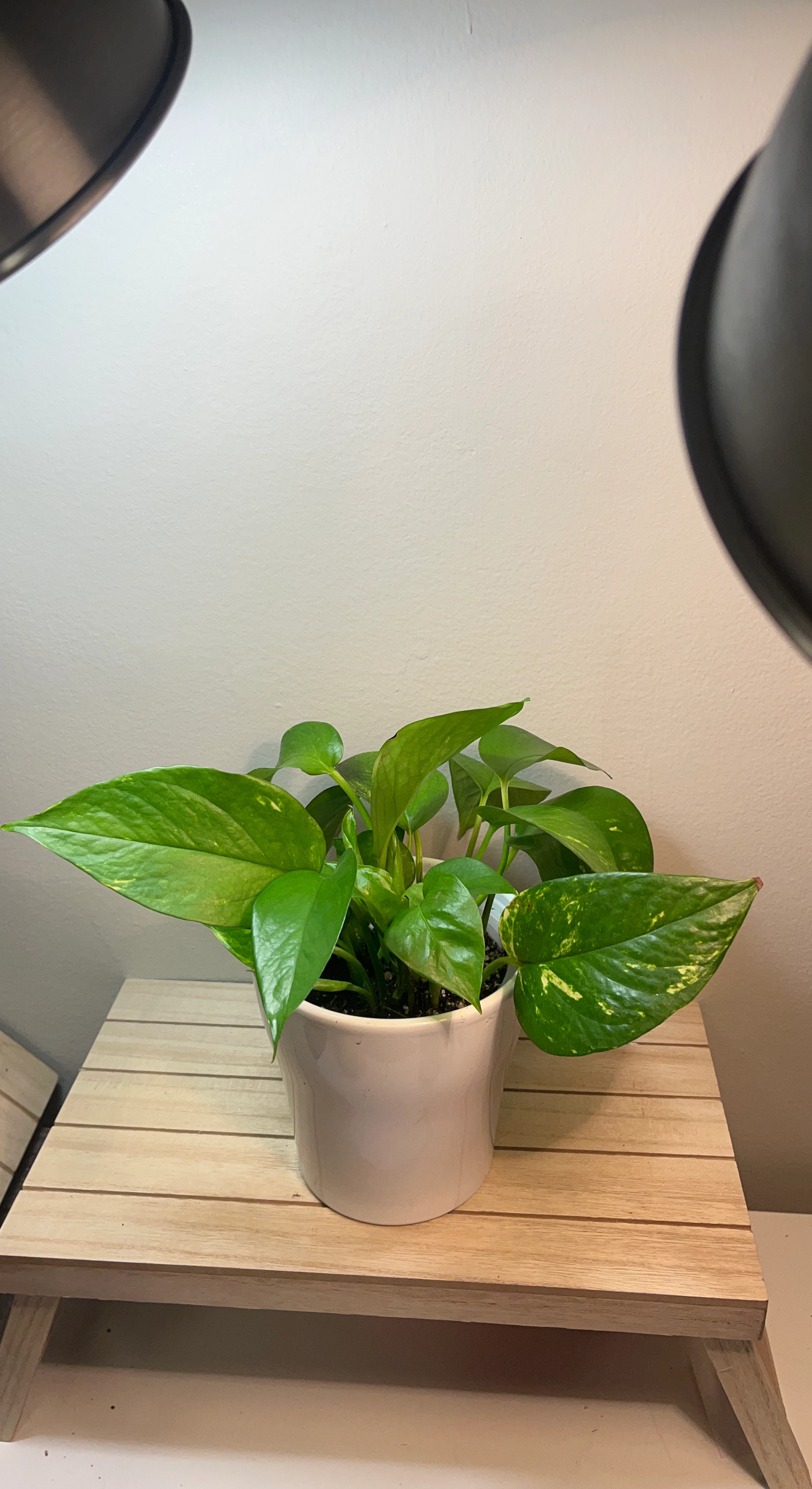 Golden Pothos Plant