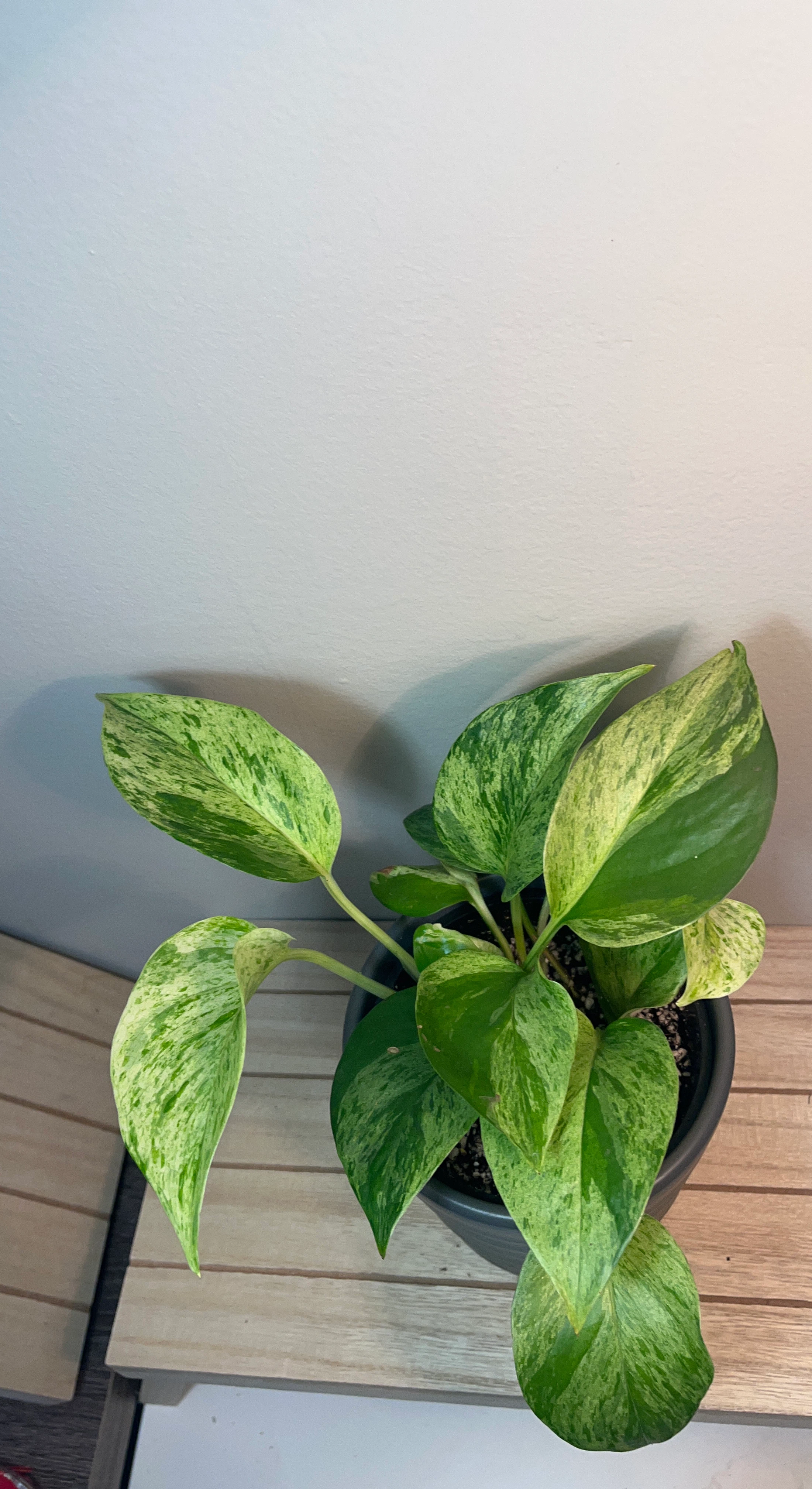 Marble Queen Pothos Plant