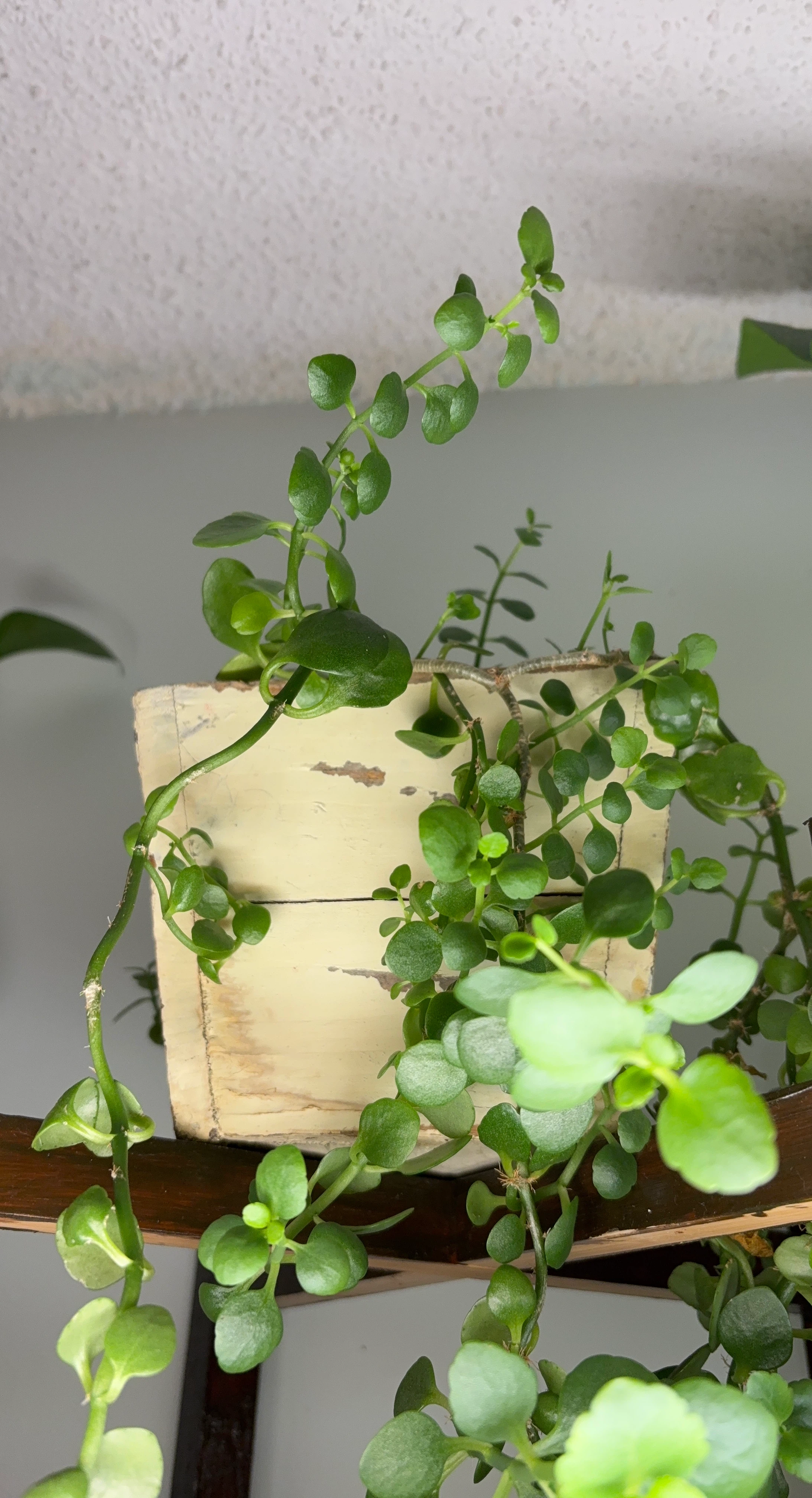 Potted Succulent Plant