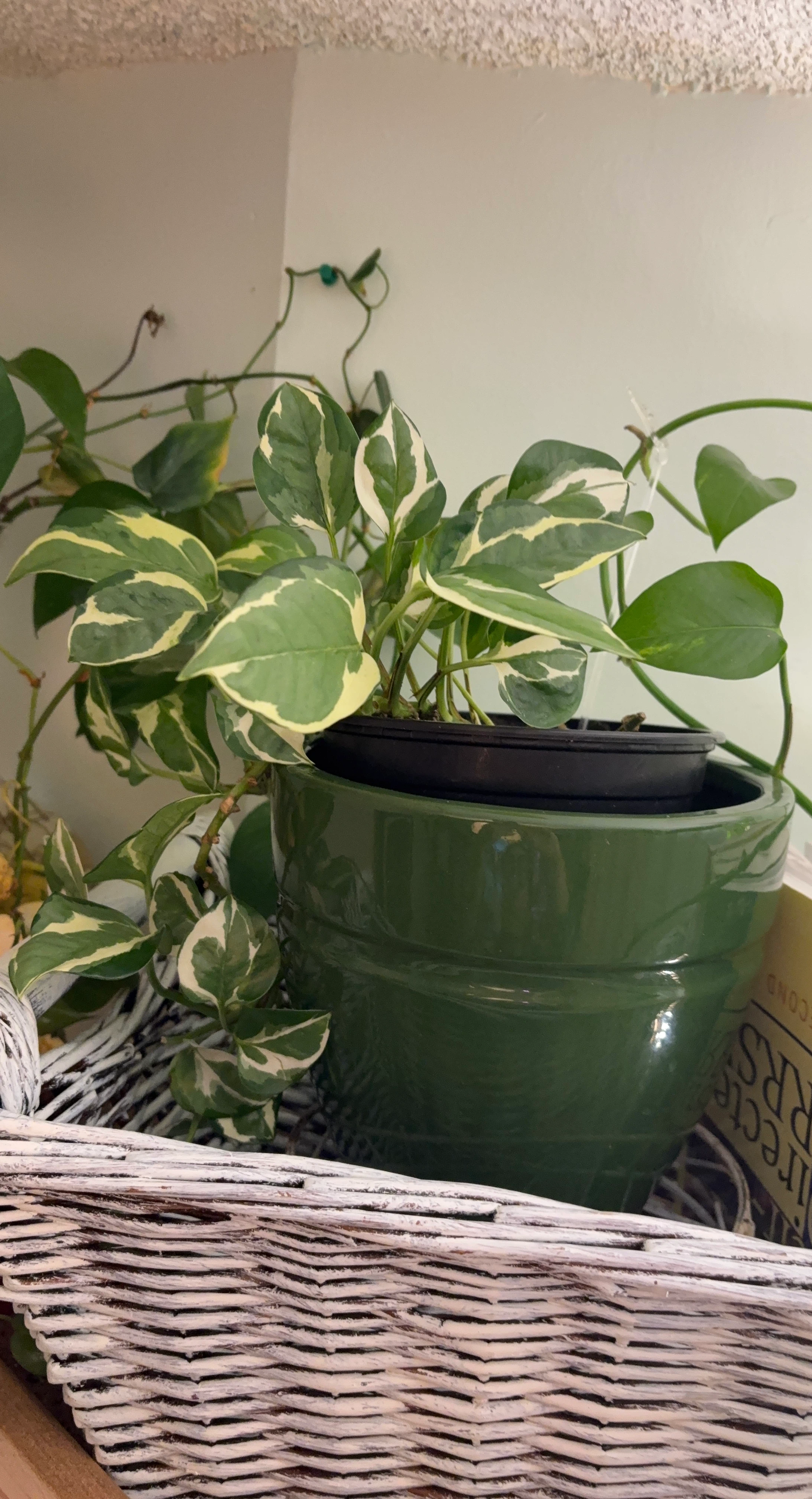 Pothos Plant in Green Pot