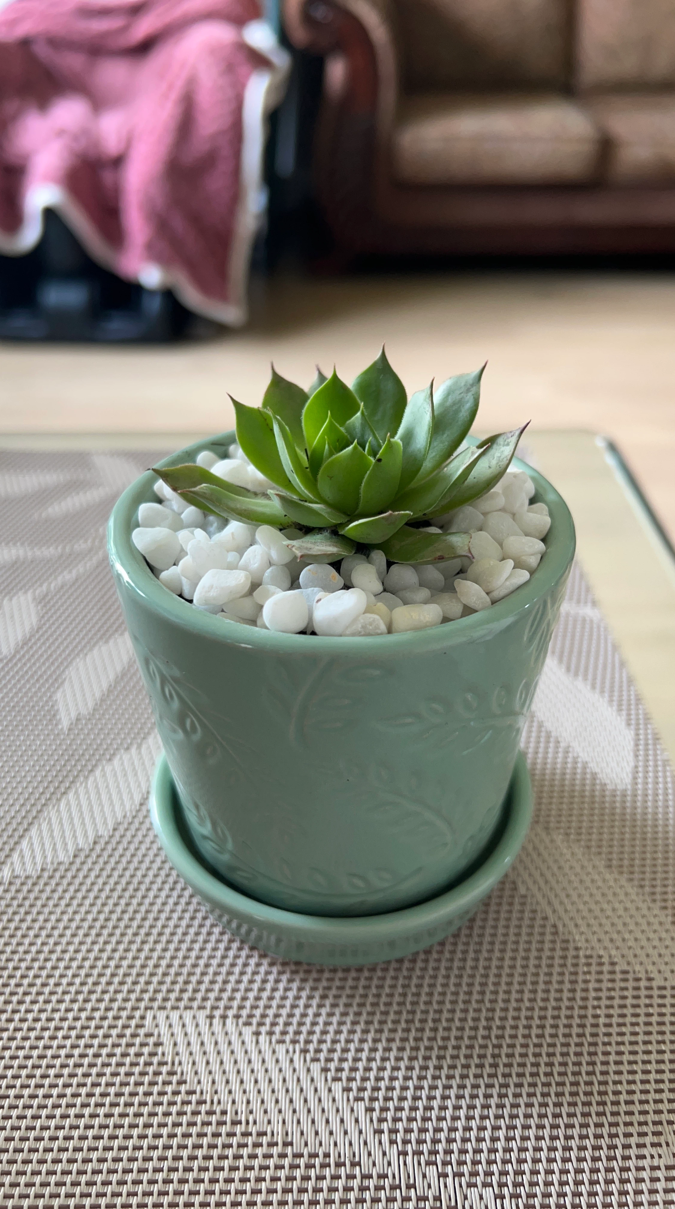 Succulent plant in a sage green ceramic pot