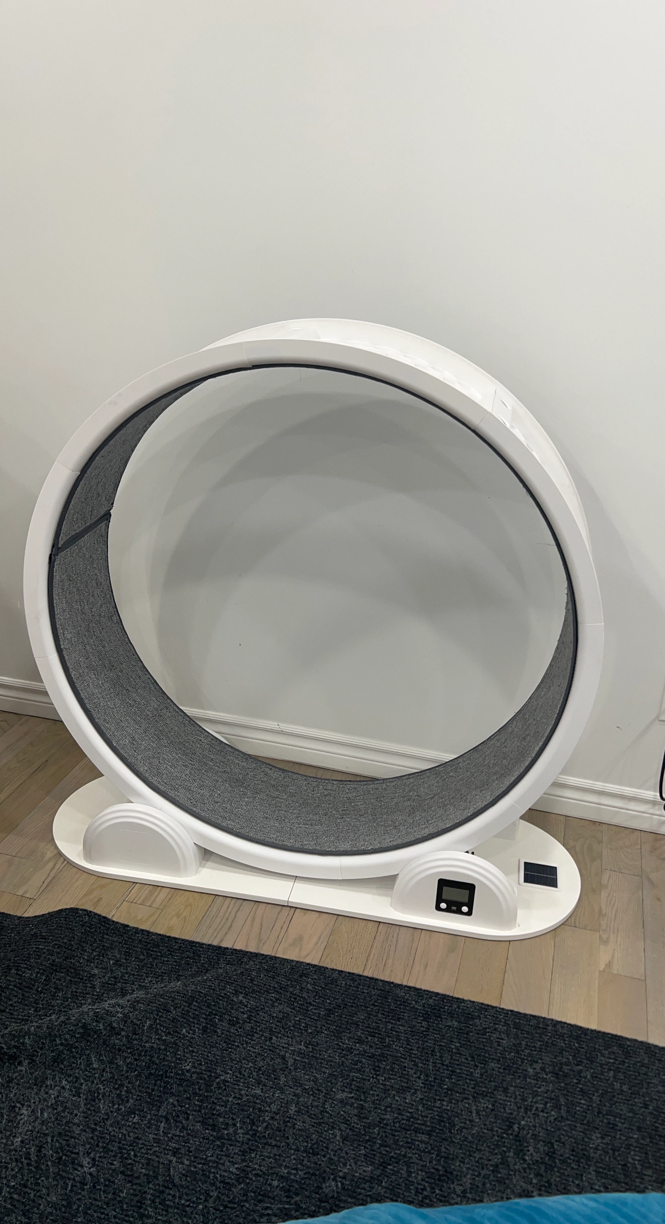 White cat running wheel