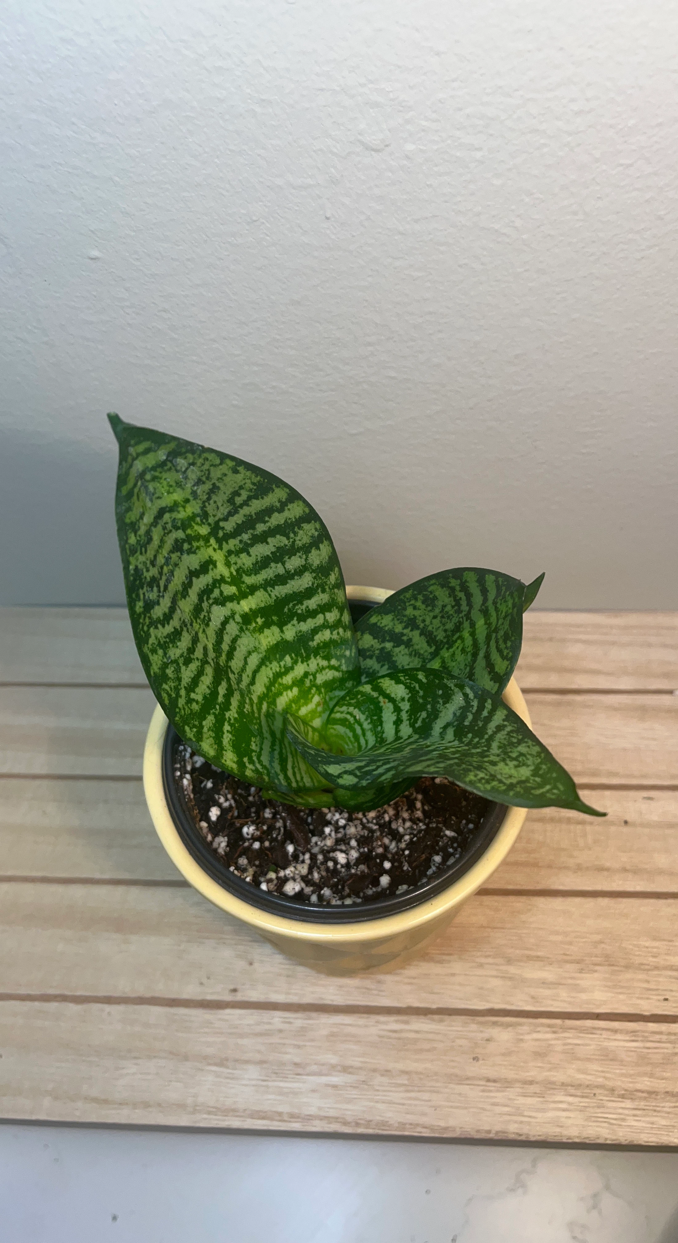 StarPower Sansevieria  (Snake Plant)