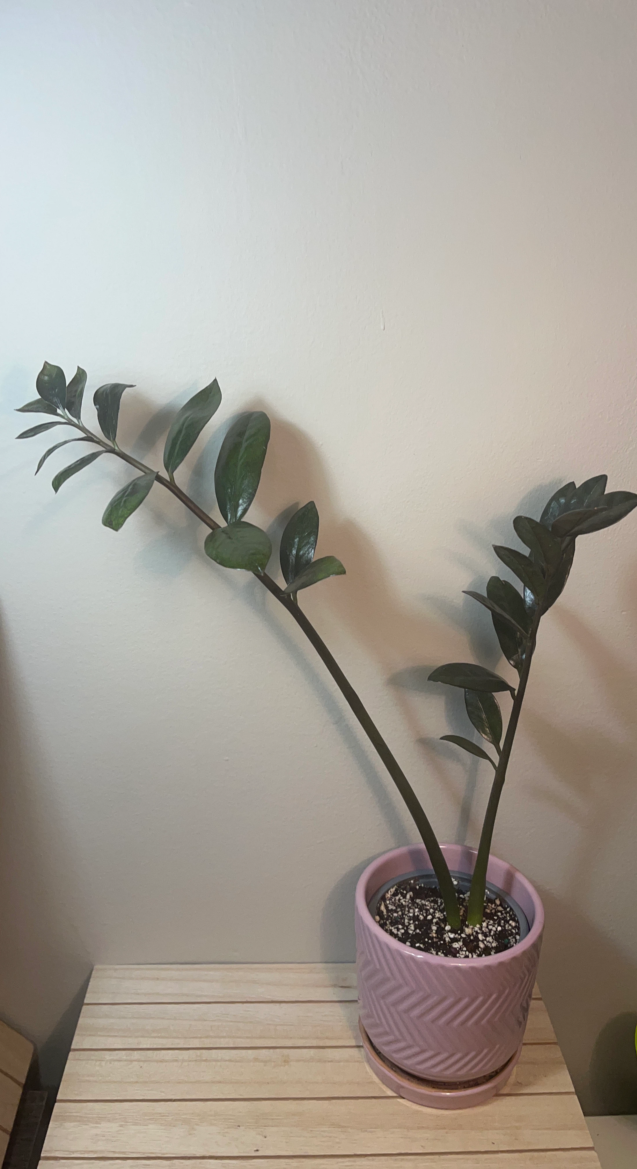 SuperNova ZZ Plant